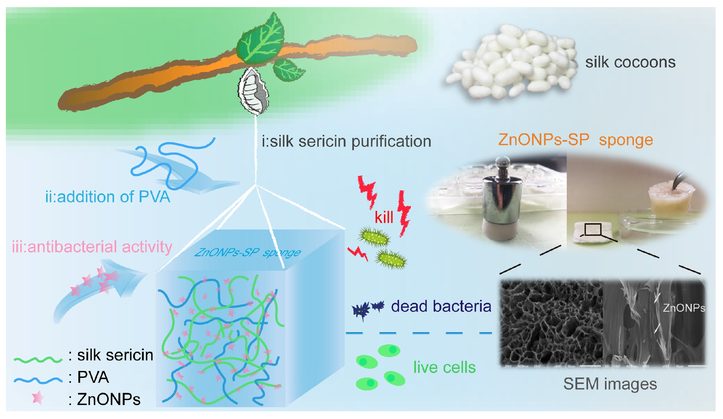 Ijms 20 04796 g001 Ijms 20 04796 g001