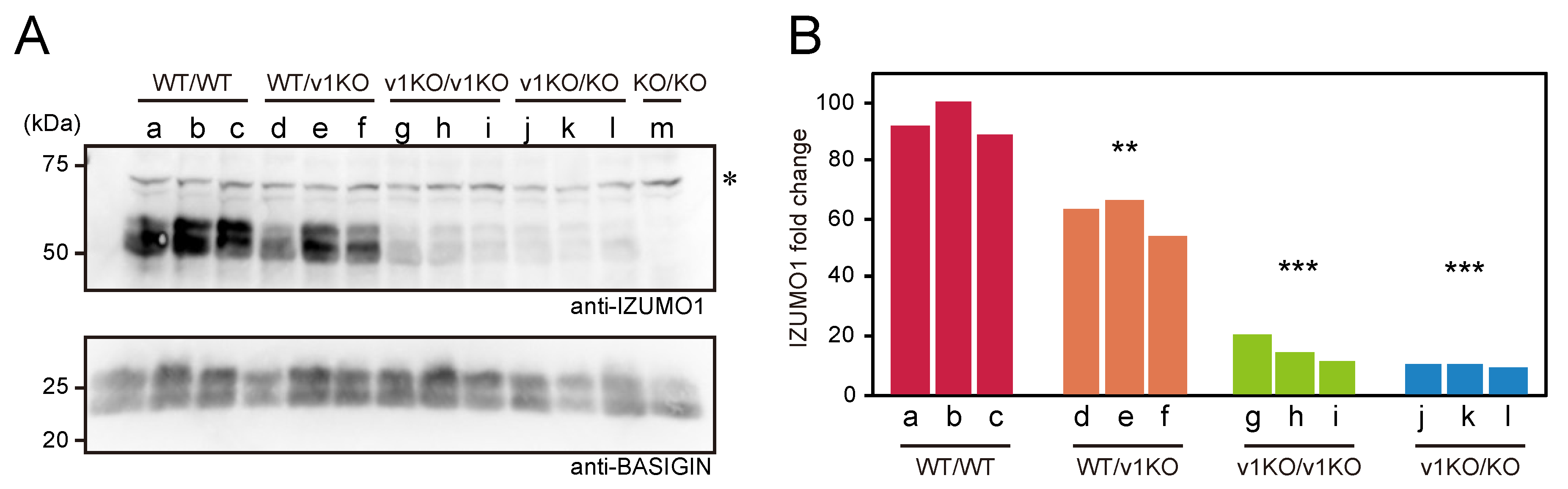 Ijms 20 04809 g001 Ijms 20 04809 g001