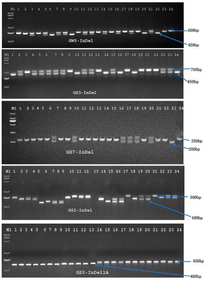 Development of InDel markers for interspecific hybridization