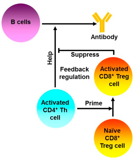 IJMS | Free Full-Text | Towards Clinical Translation of CD8+