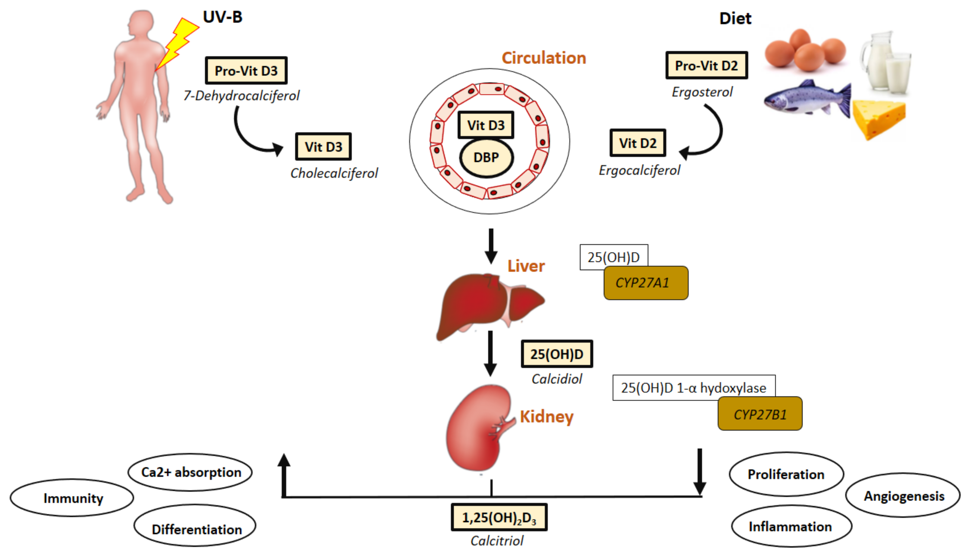 IJMS | Free Full-Text | Vitamin D as A Protector of Arterial Health:  Potential Role in Peripheral Arterial Disease Formation