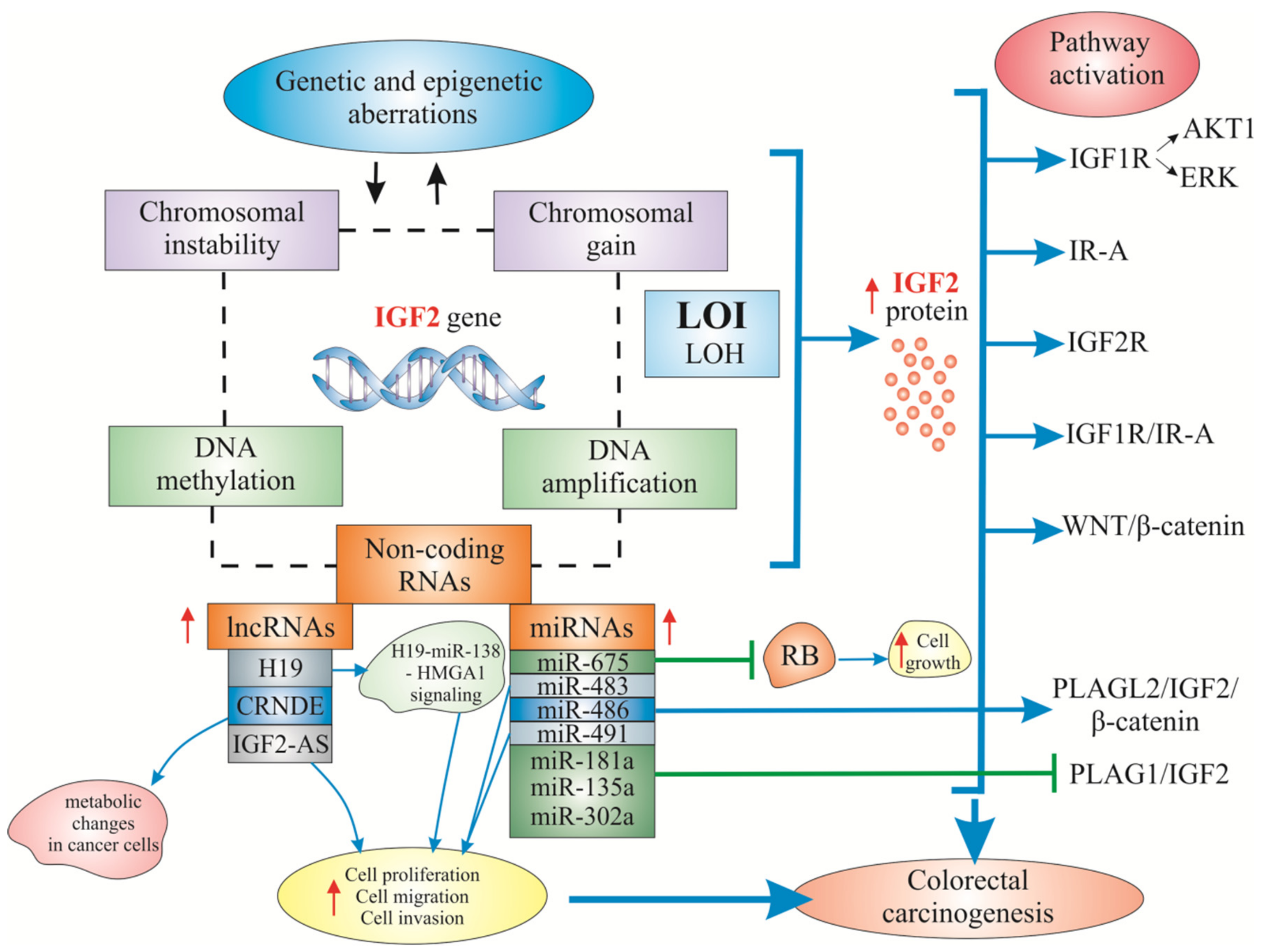 IJMS | Free Full-Text | Insulin-Like Growth Factor 2 (IGF2) Signaling ...