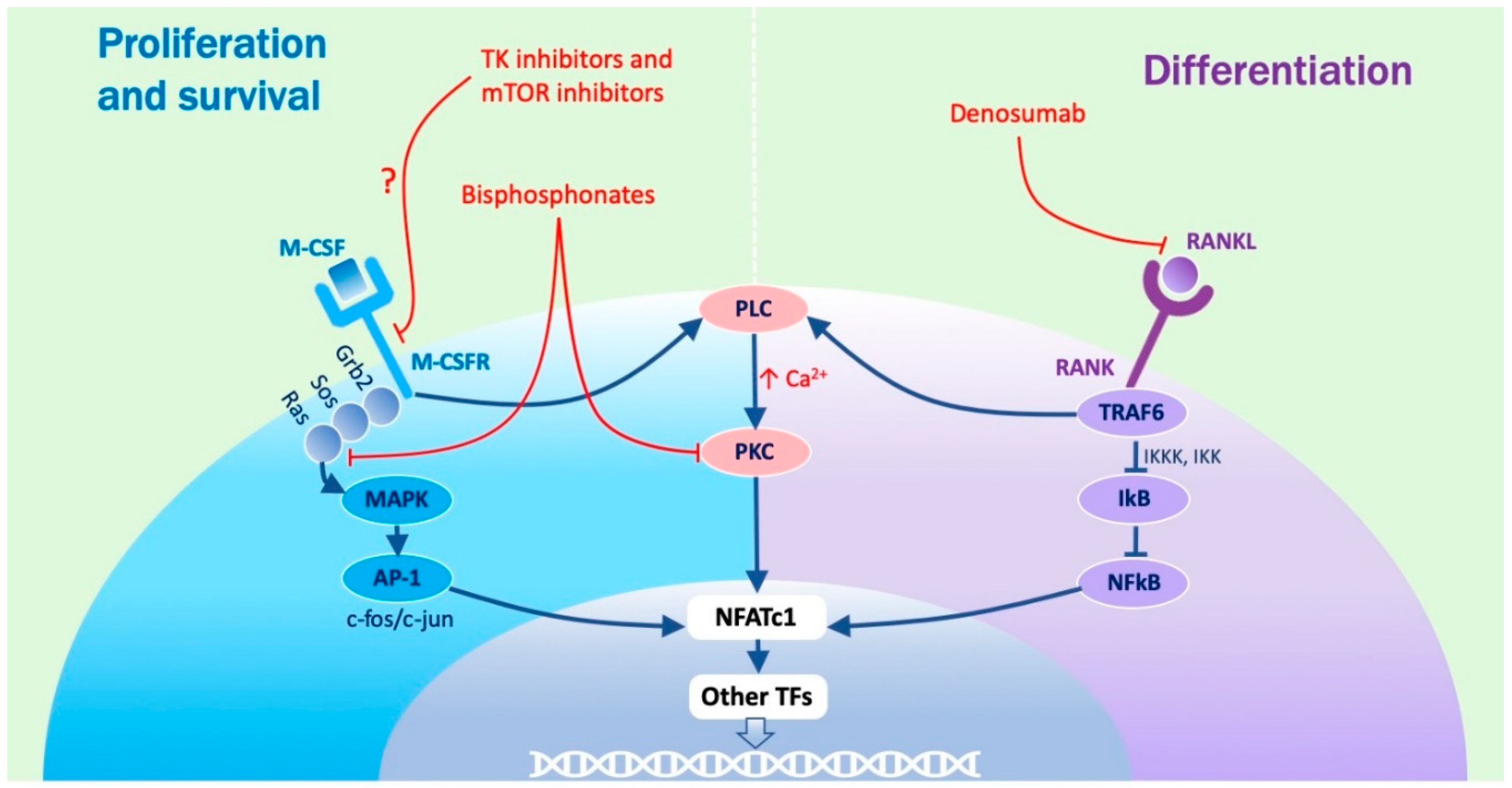 Ijms 20 04925 g002 Ijms 20 04925 g002