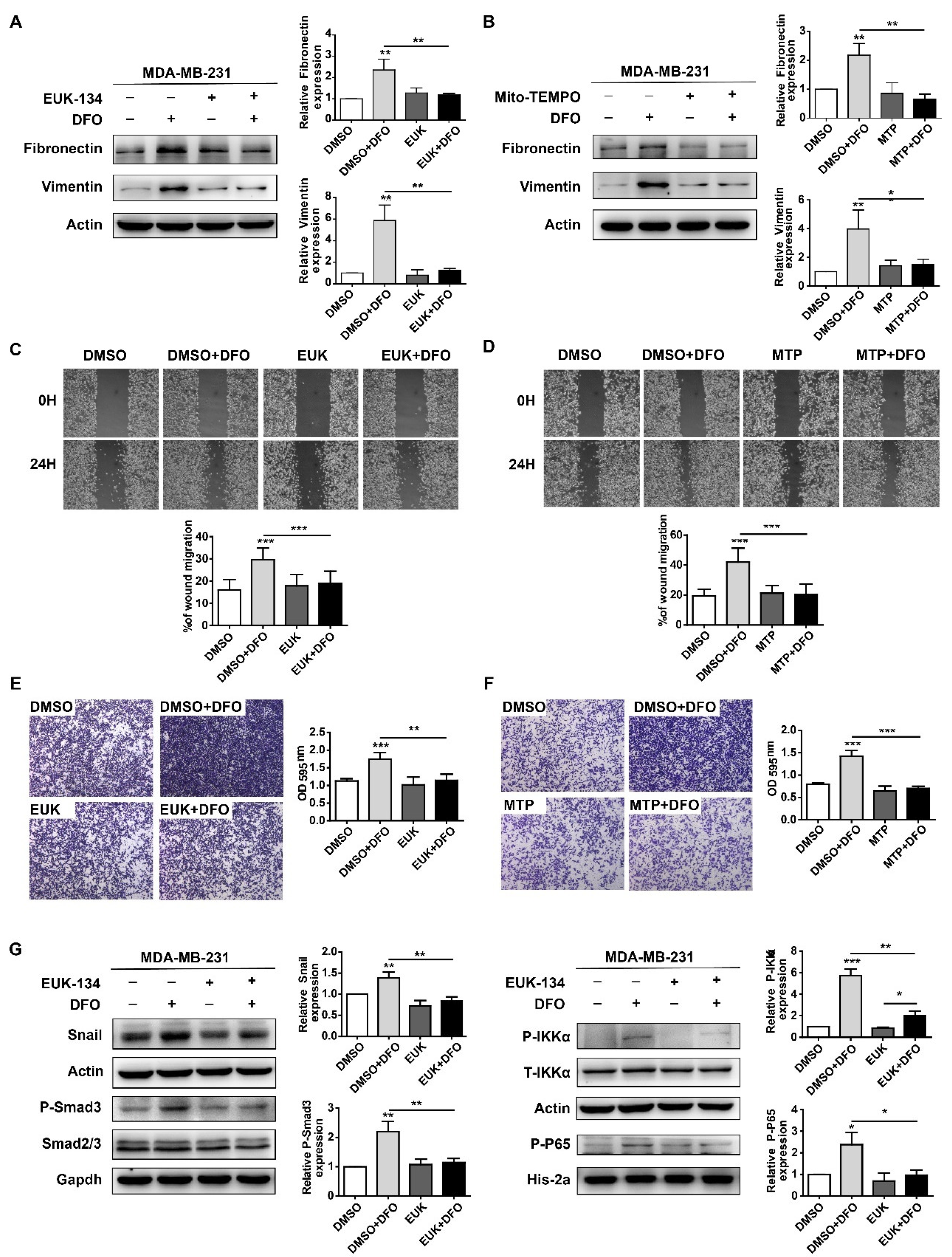 IJMS | Free Full-Text | Deferoxamine Enhanced Mitochondrial Iron ...