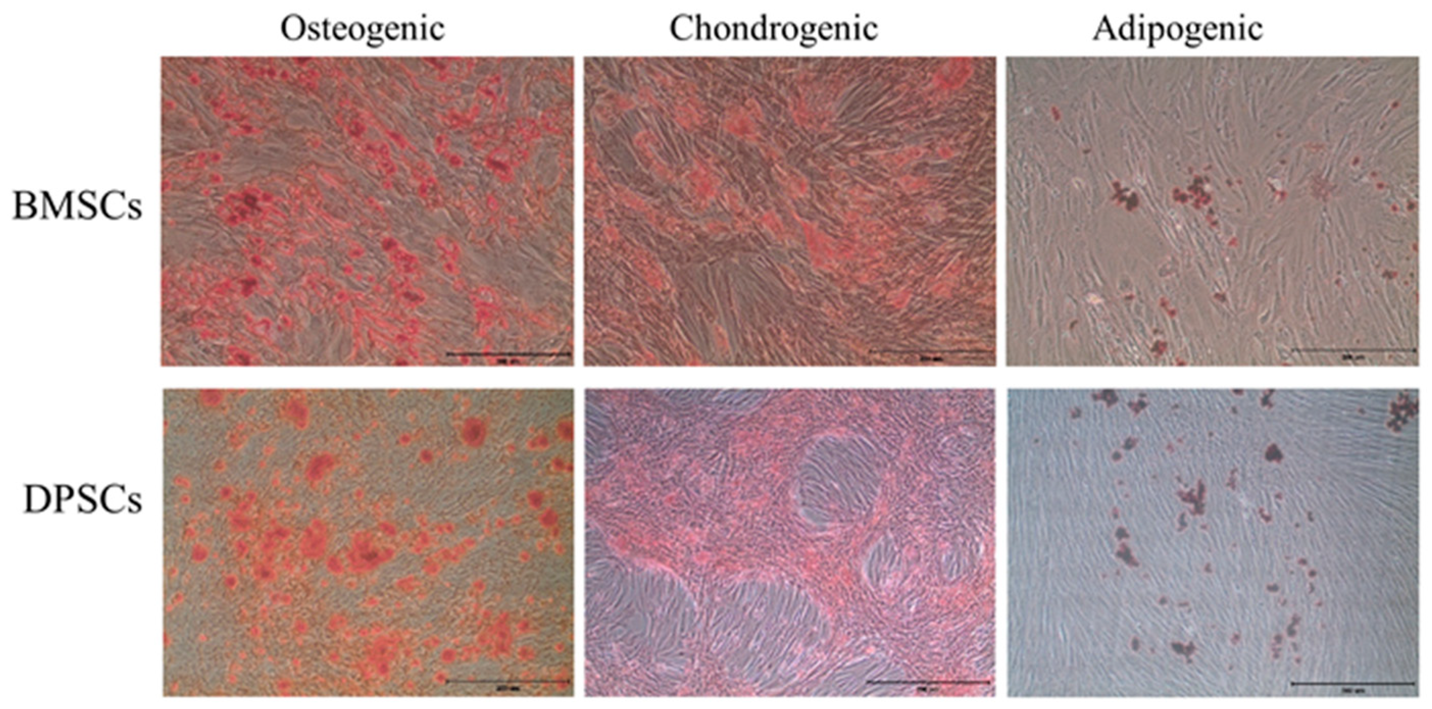 Ijms 20 05015 g003 Ijms 20 05015 g003