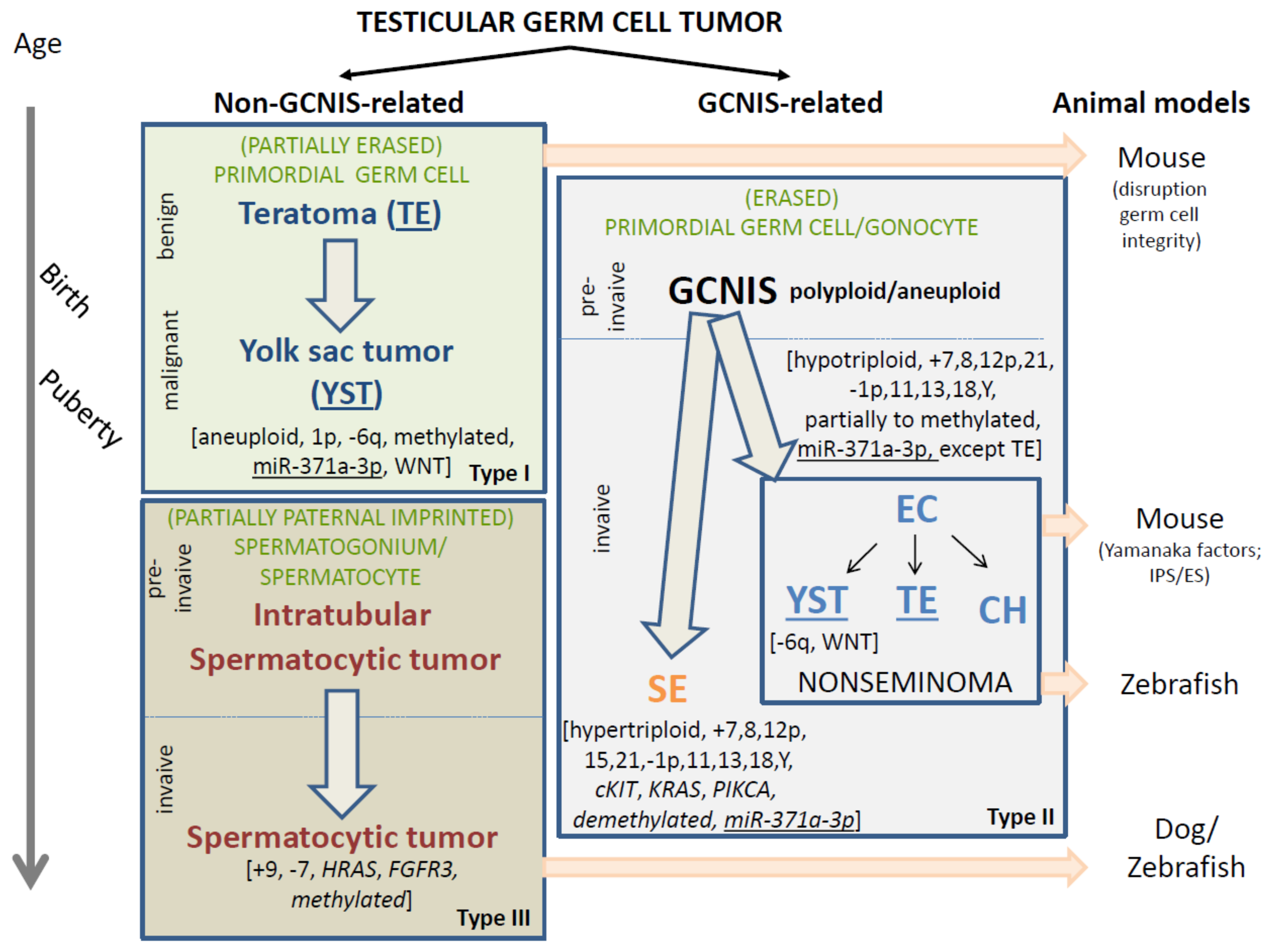 Ijms Free Full Text Predicting Gonadal Germ Cell Cancer In People 9460