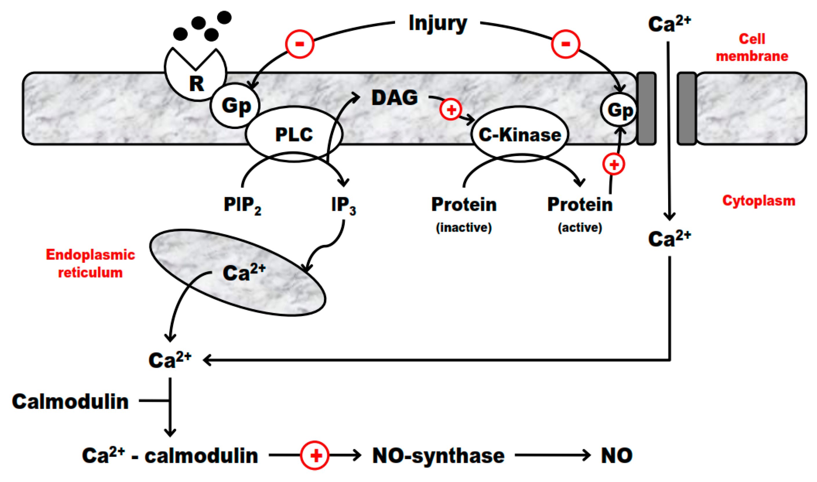 IJMS | Free Full-Text | Ischemia/Reperfusion Injury Revisited: An Overview  of the Latest Pharmacological Strategies | HTML