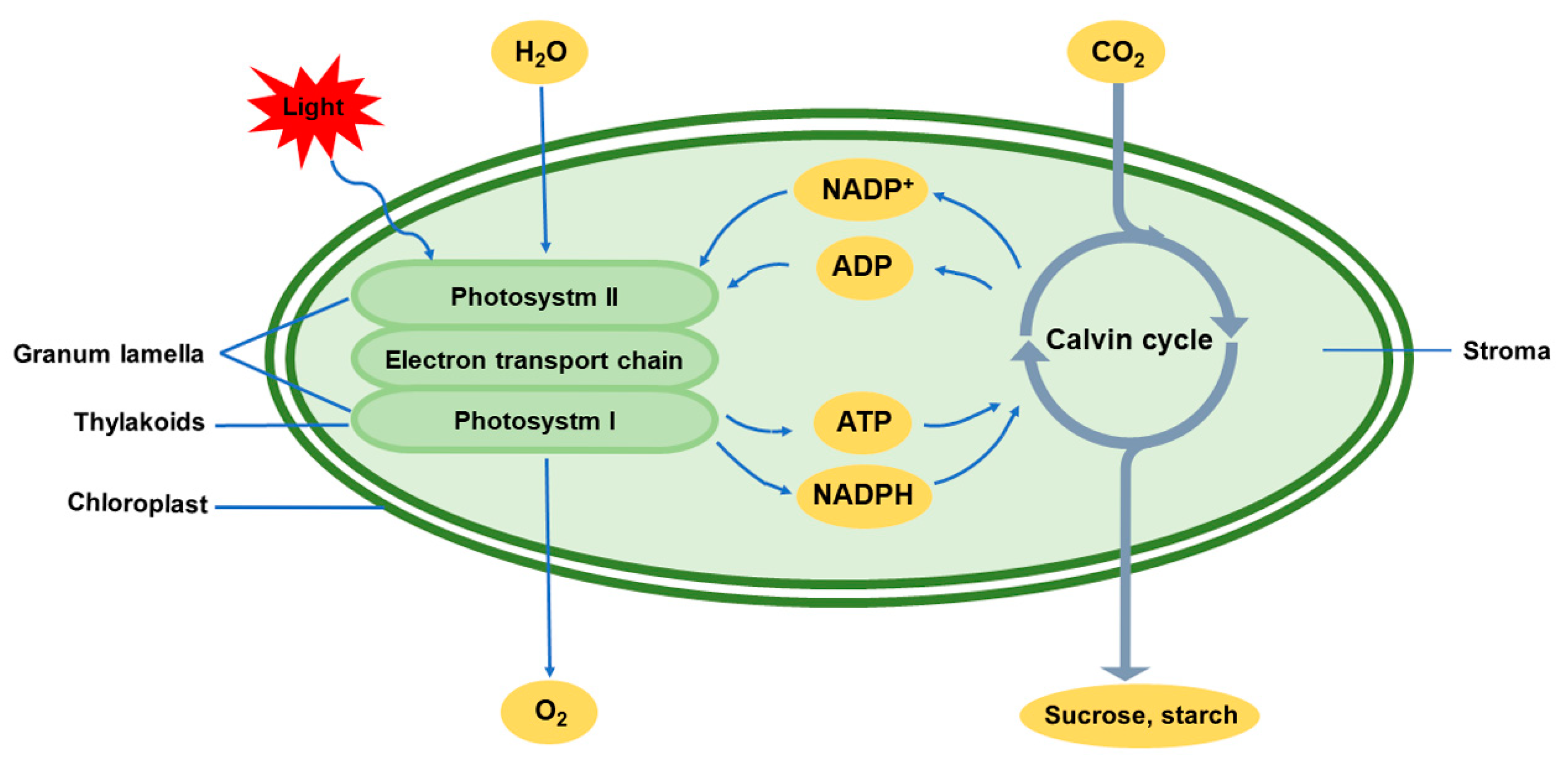 Chloroplast Diagram Photosynthesis