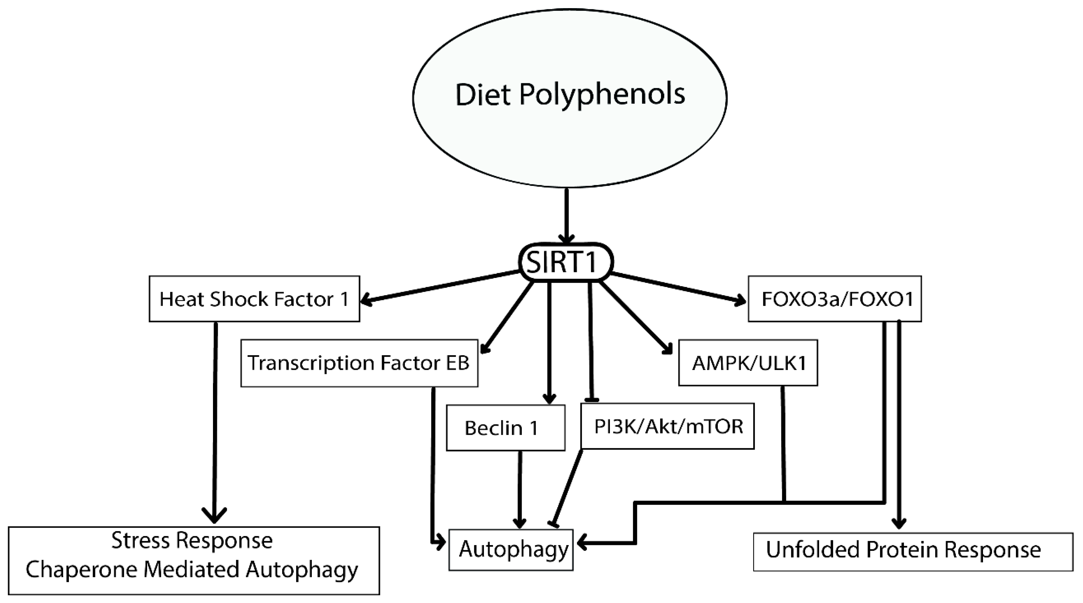 Ijms Free Full Text Dietary Polyphenols A Multifactorial Strategy To Target Alzheimer S Disease Html