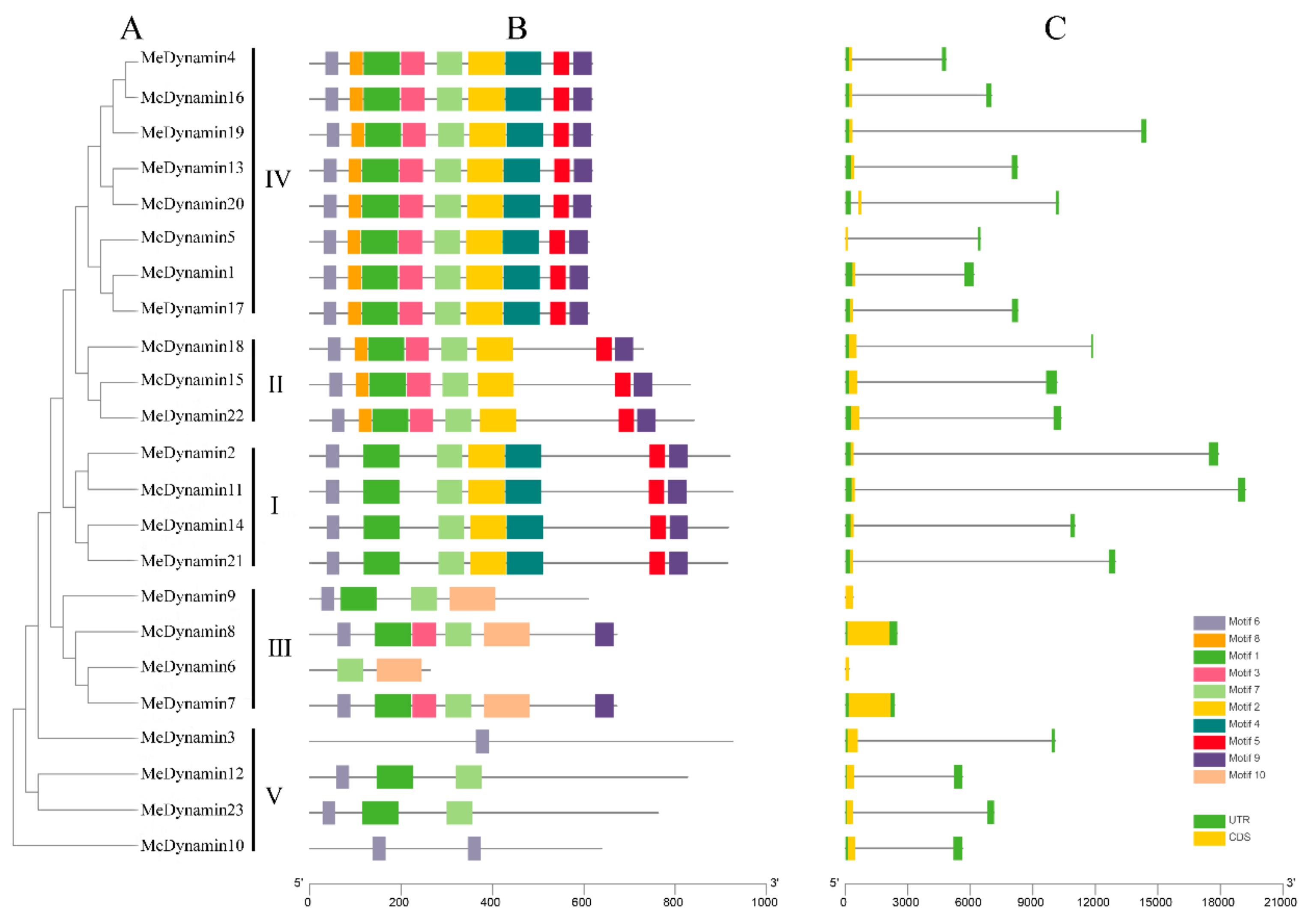 IJMS | Free Full-Text | Genome-Wide Analysis of Dynamin Gene Family in ...