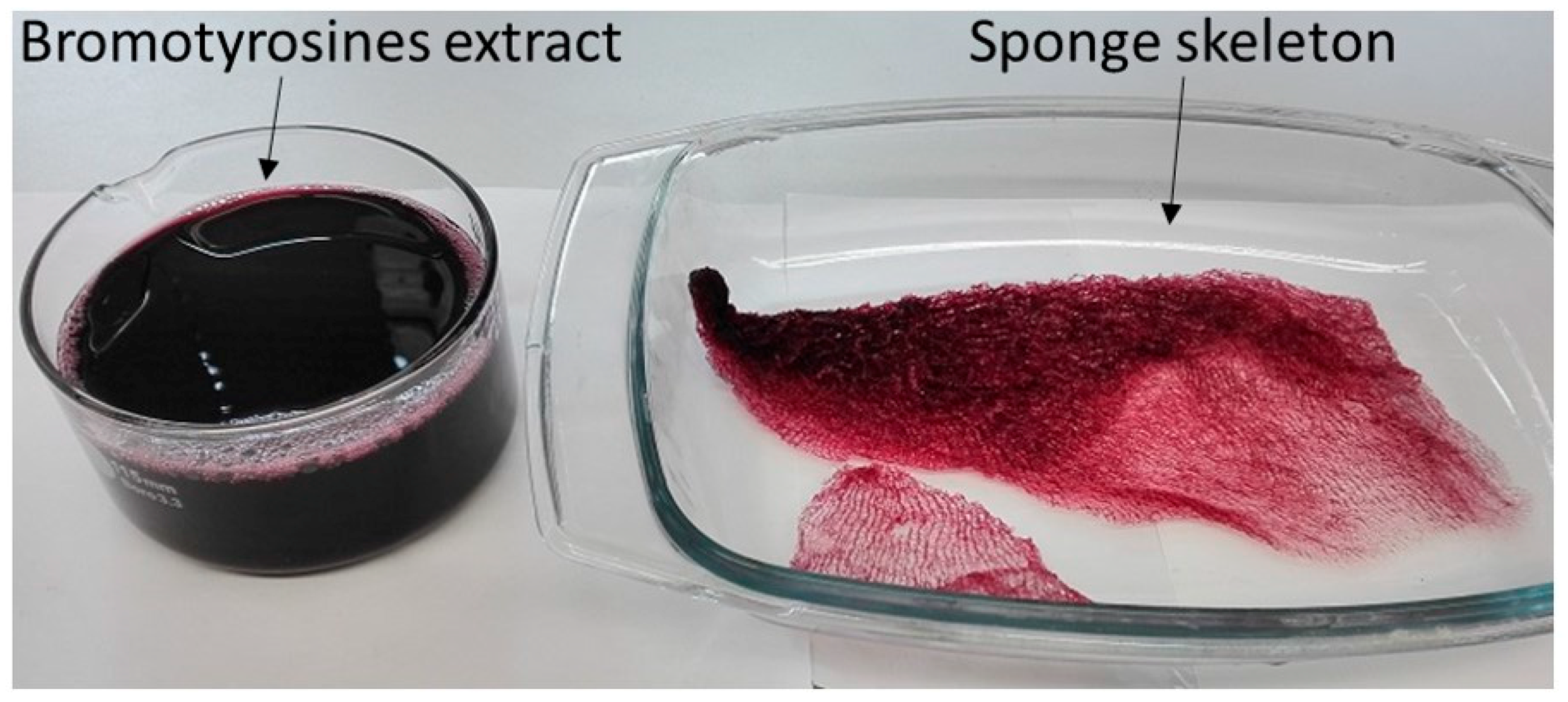 Ijms Free Full Text Naturally Prefabricated Marine Biomaterials Isolation And Applications Of Flat Chitinous 3d Scaffolds From Ianthella Labyrinthus Demospongiae Verongiida Html