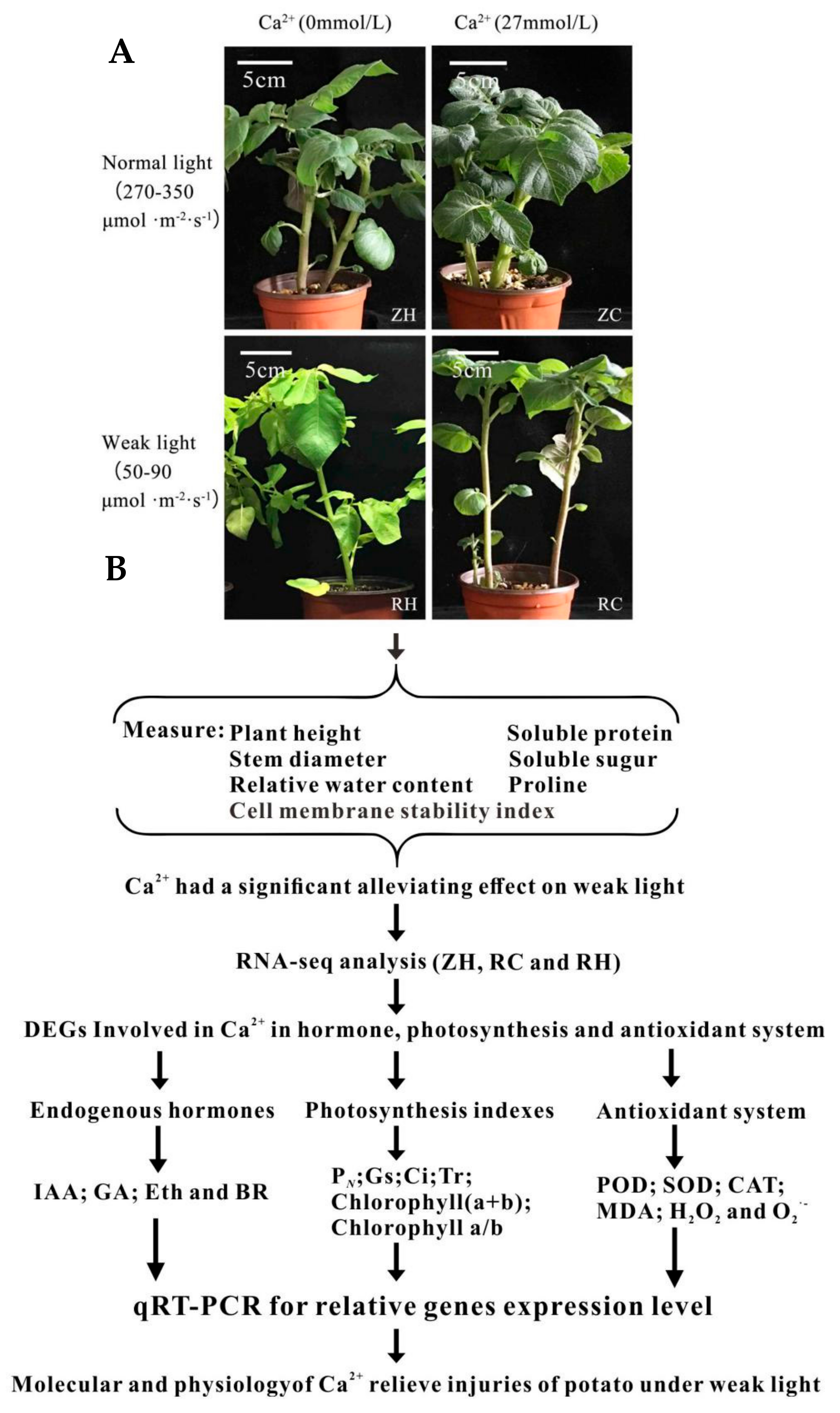 IJMS | Free Full-Text | Physiological and Transcriptomic Analyses Elucidate  That Exogenous Calcium Can Relieve Injuries to Potato Plants (Solanum  tuberosum L.) under Weak Light