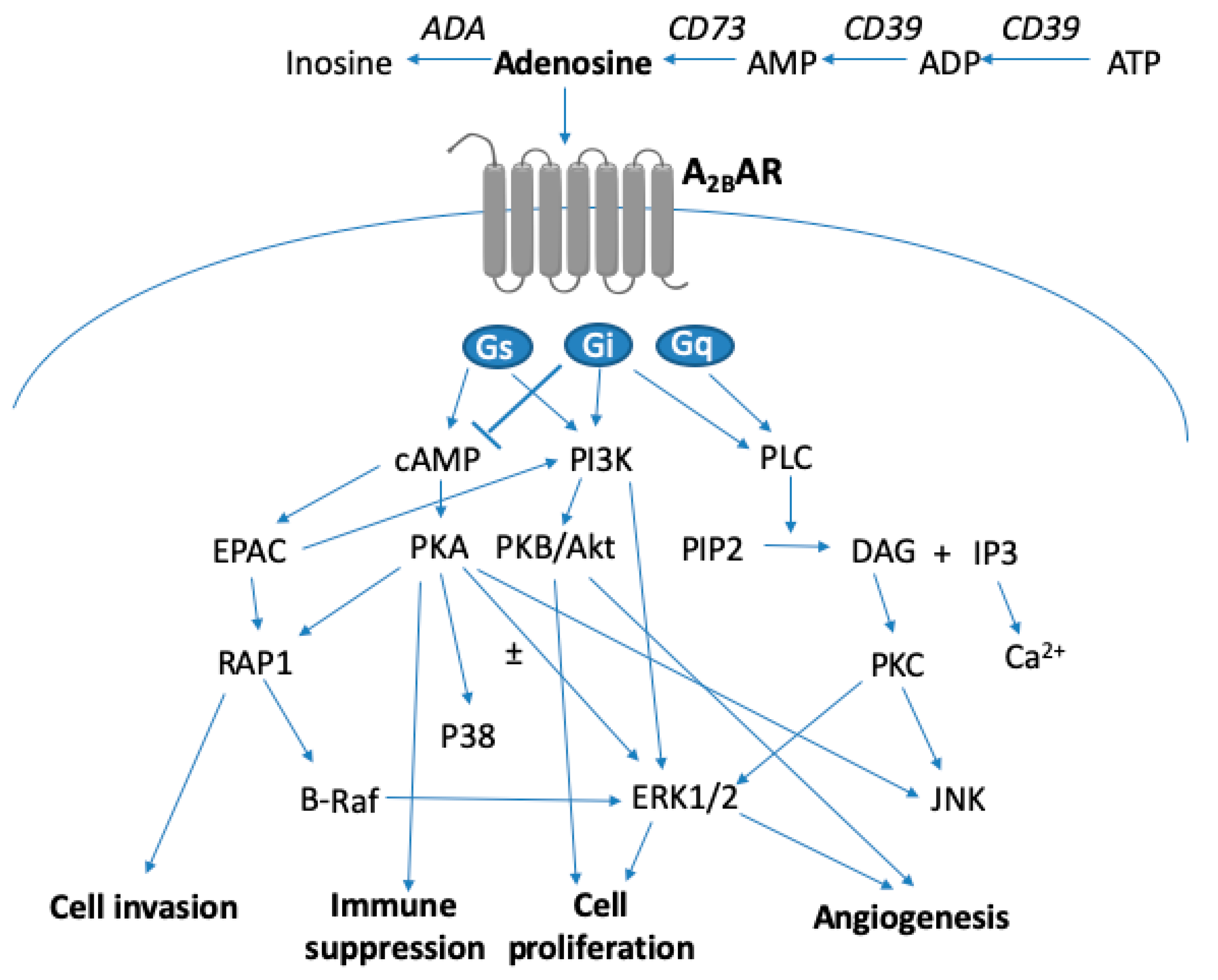 IJMS | Free Full-Text | A2B Adenosine Receptor and Cancer