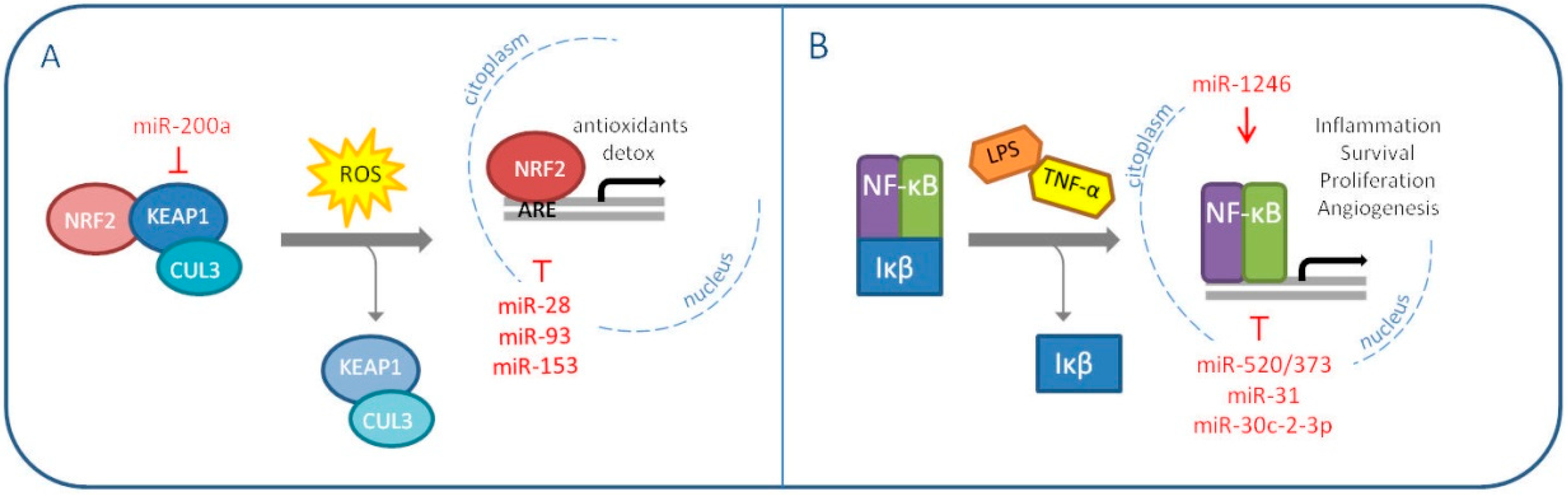Ijms 20 05143 g002 Ijms 20 05143 g002