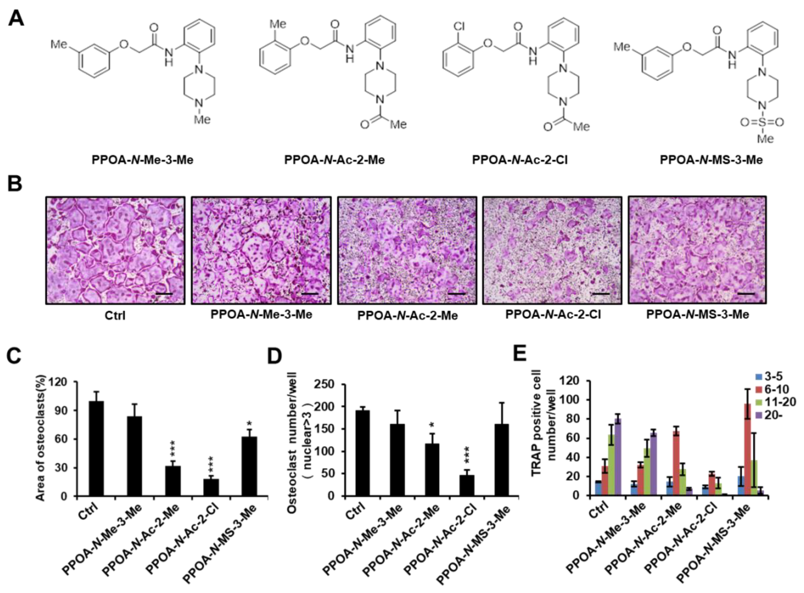 Ijms Free Full Text Inhibitory Effects Of N 2 4 Acetyl 1 Piperazinyl Phenyl 2 2 Chlorophenoxy Acetamide On Osteoclast Differentiation In Vitro Via The Downregulation Of Traf6