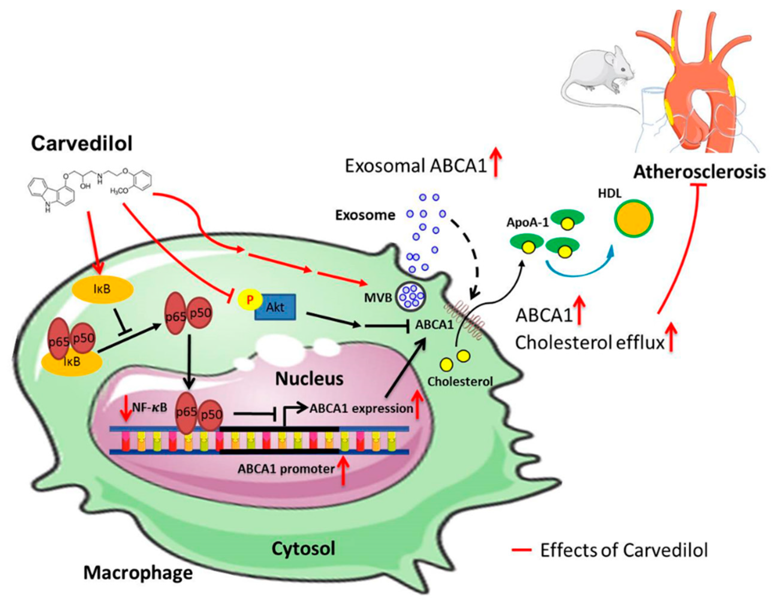 Ijms Free Full Text Carvedilol Ameliorates Experimental 2296