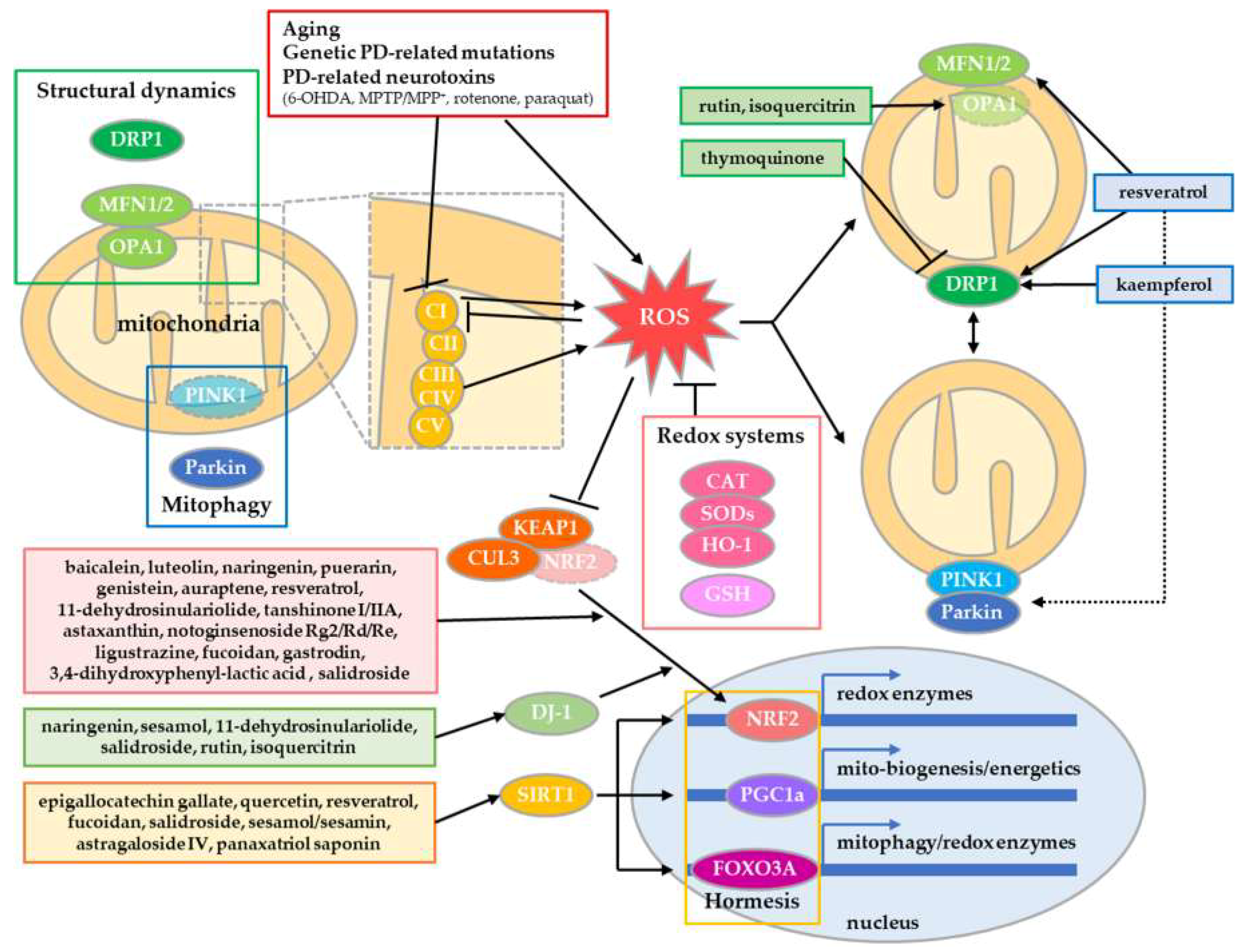 IJMS | Free Full-Text | Amelioration of Mitochondrial Quality 