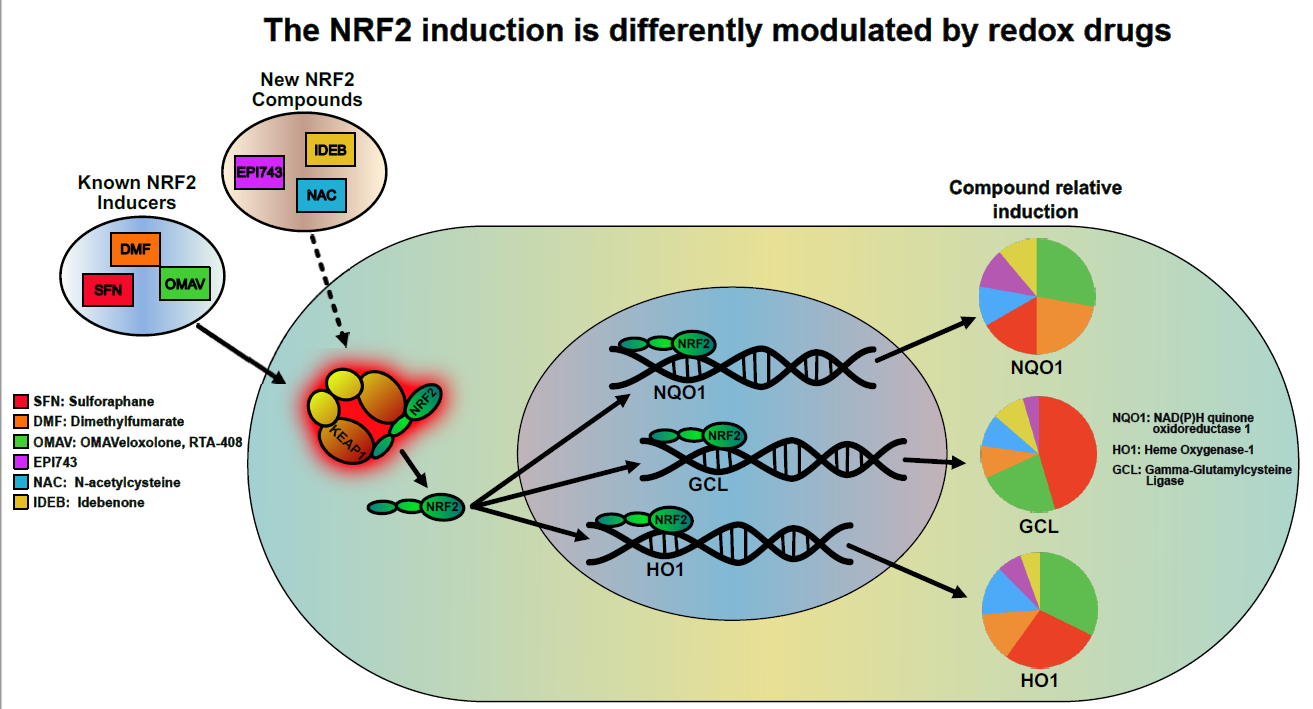 Ijms Free Full Text Targeting Nrf2 For The Treatment Of Friedreich S Ataxia A Comparison Among Drugs