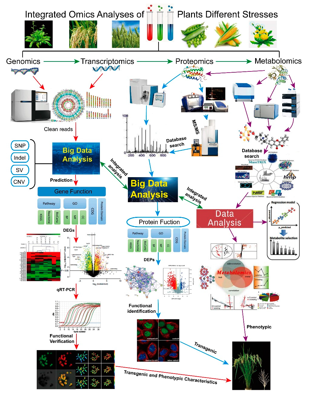 IJMS | Free Full-Text | Protein and Proteome Atlas for Plants under  Stresses: New Highlights and Ways for Integrated Omics in Post-Genomics Era  | HTML