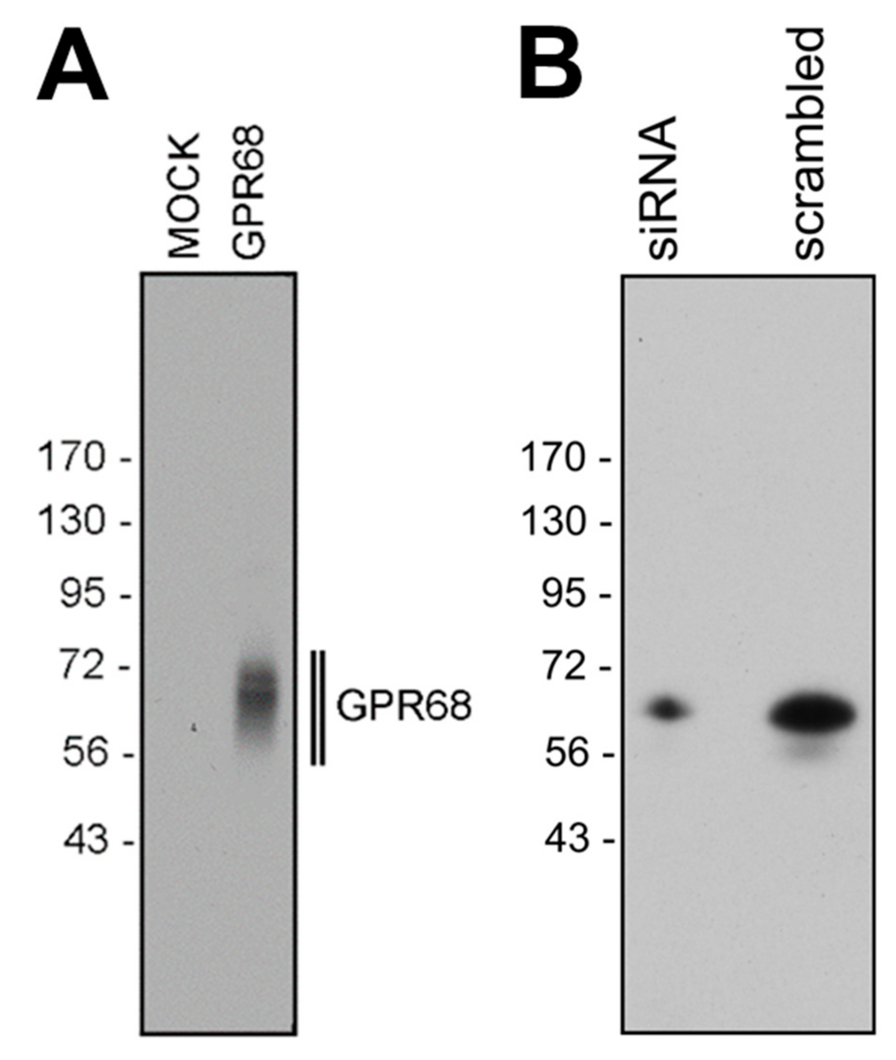 IJMS | Free Full-Text | Comprehensive Assessment of GPR68