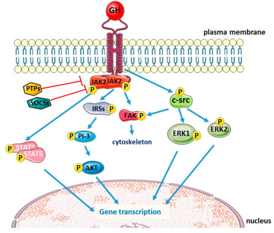 IJMS | Free Full-Text | The Role of Growth Hormone in Mesenchymal Stem ...