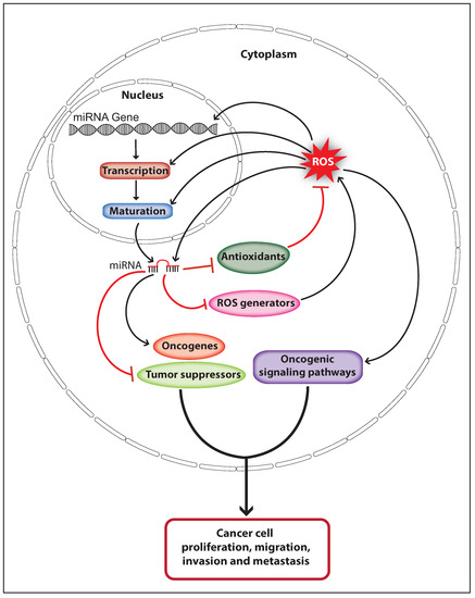 IJMS | Free Full-Text | The Yin-Yang Regulation of Reactive Oxygen ...