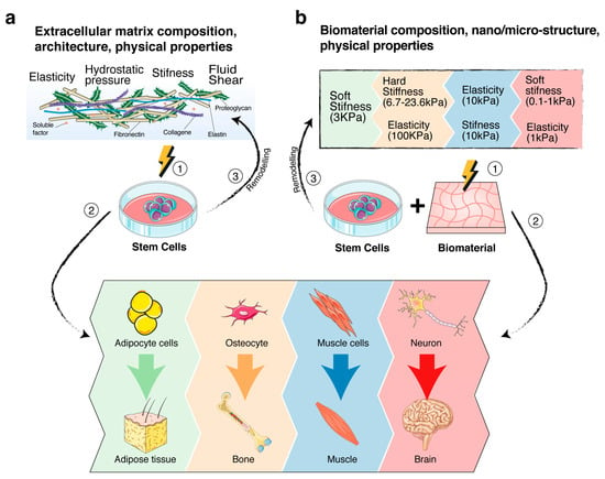 IJMS | Special Issue : Mechanobiology In Cells And Tissues