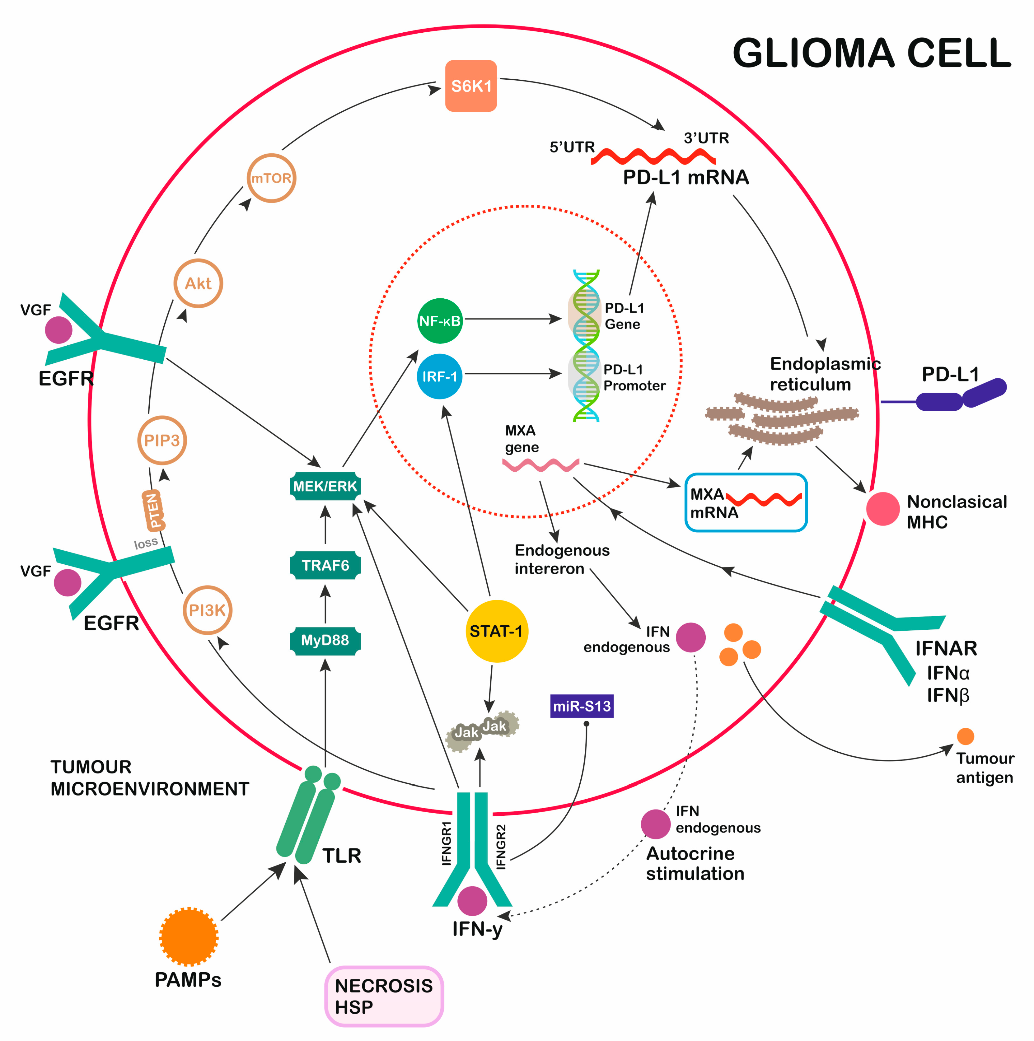 Ijms 20 05347 g002 Ijms 20 05347 g002