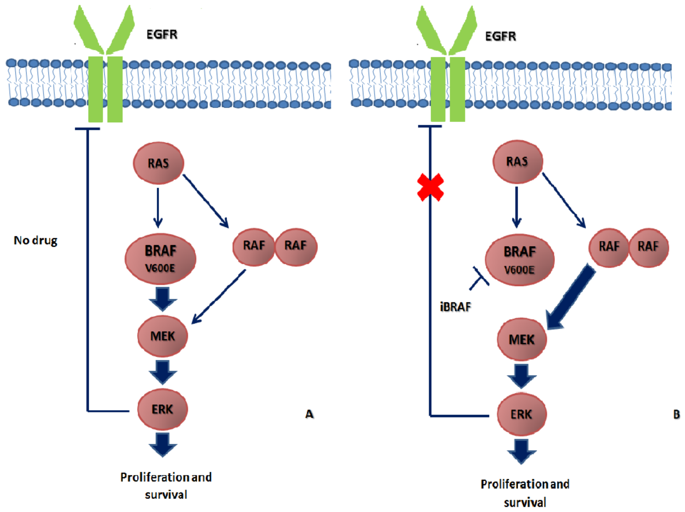 IJMS Free FullText BRAFMutated Colorectal Cancer