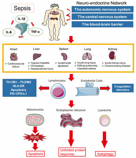 Ijms Free Full Text The Pathogenesis Of Sepsis And Potential Therapeutic Targets Html