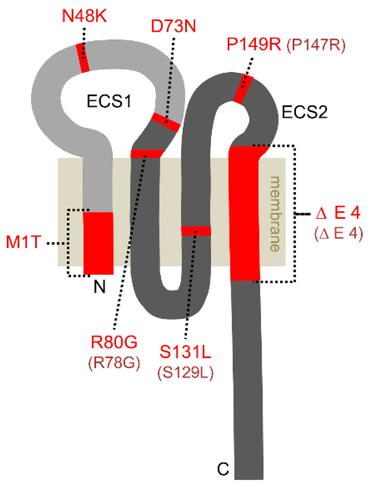 Ijms 20 05396 g001 Ijms 20 05396 g001