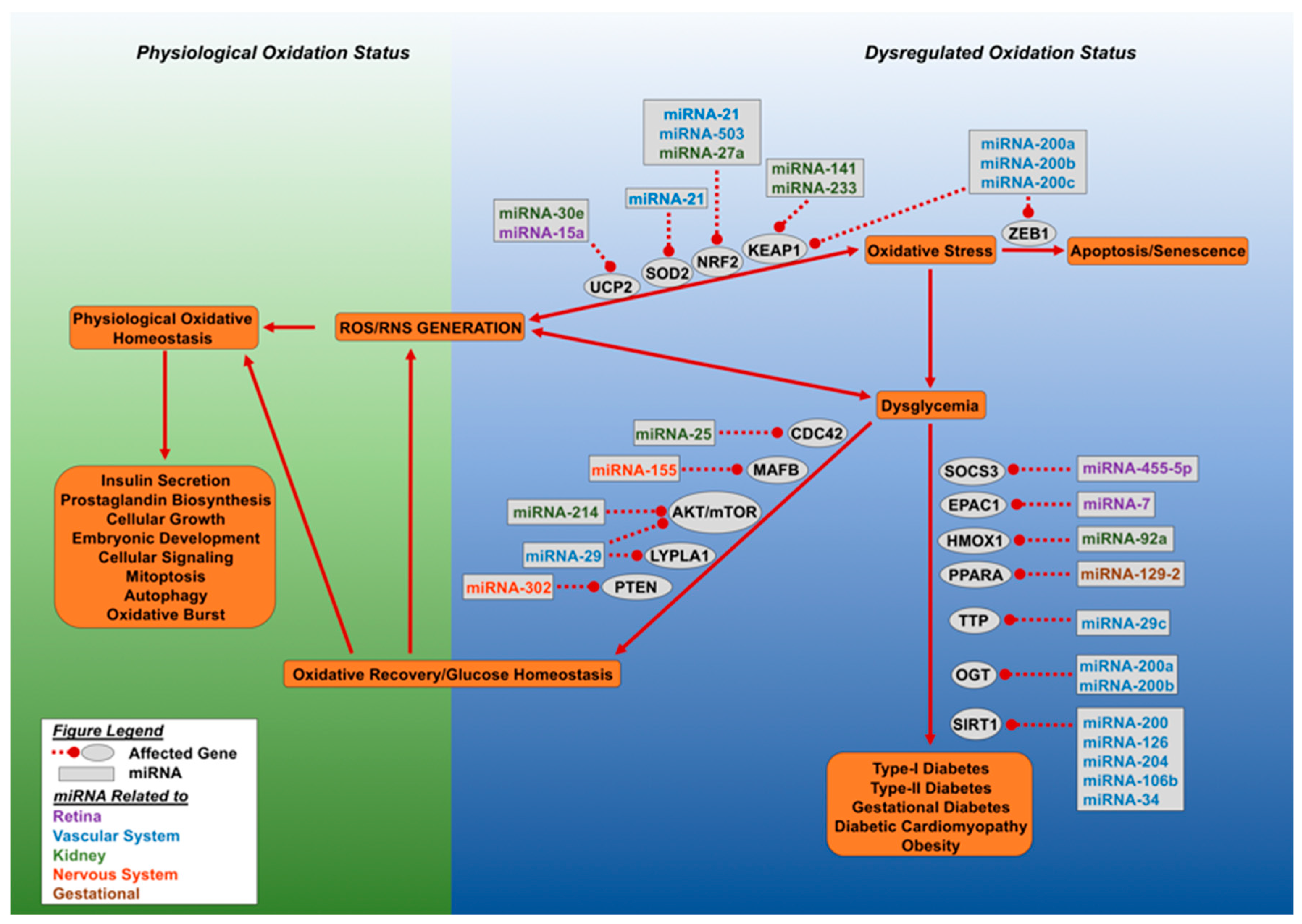 Ijms 20 05423 g002 Ijms 20 05423 g002