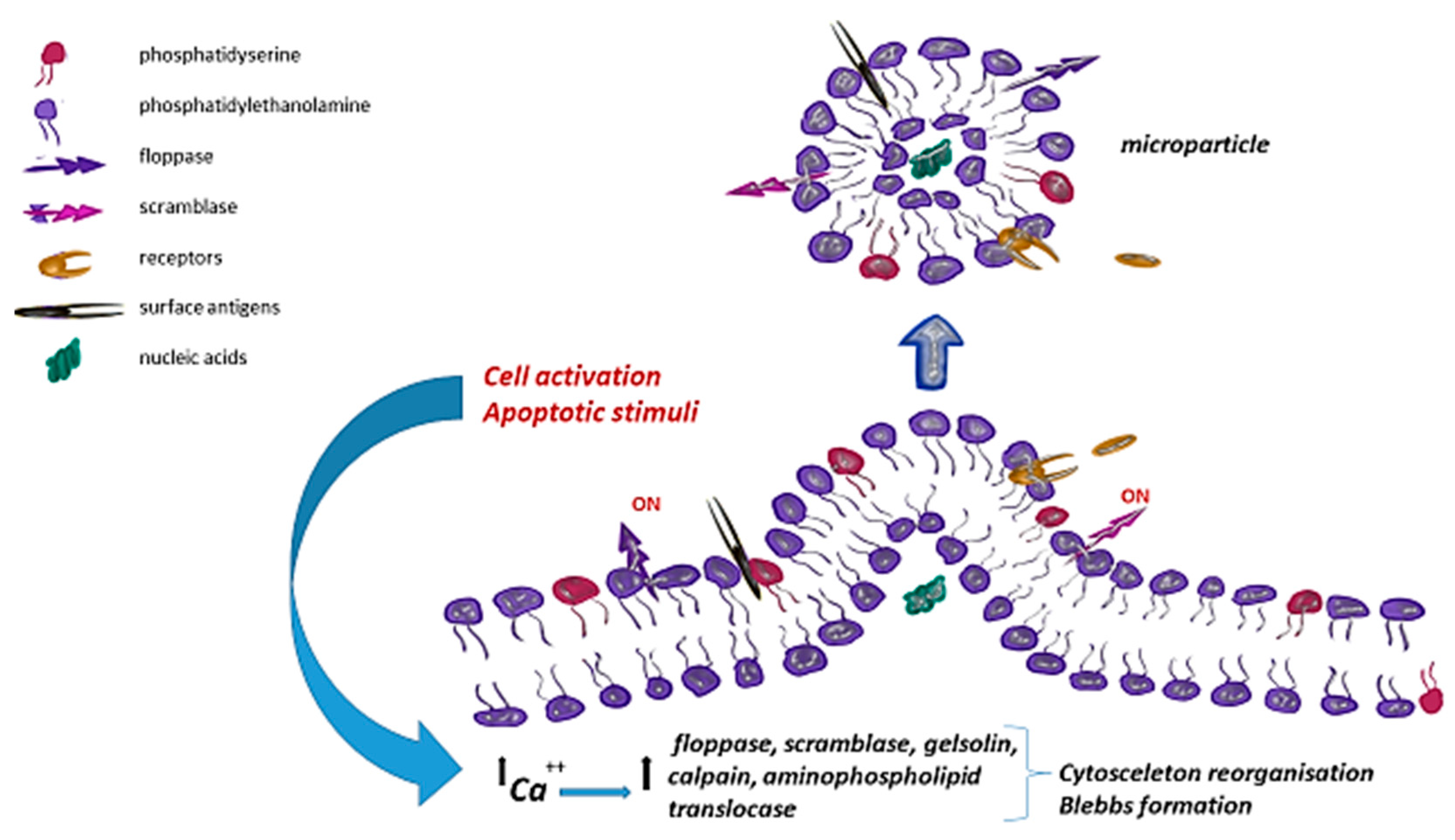 Ijms 20 05453 g001 Ijms 20 05453 g001