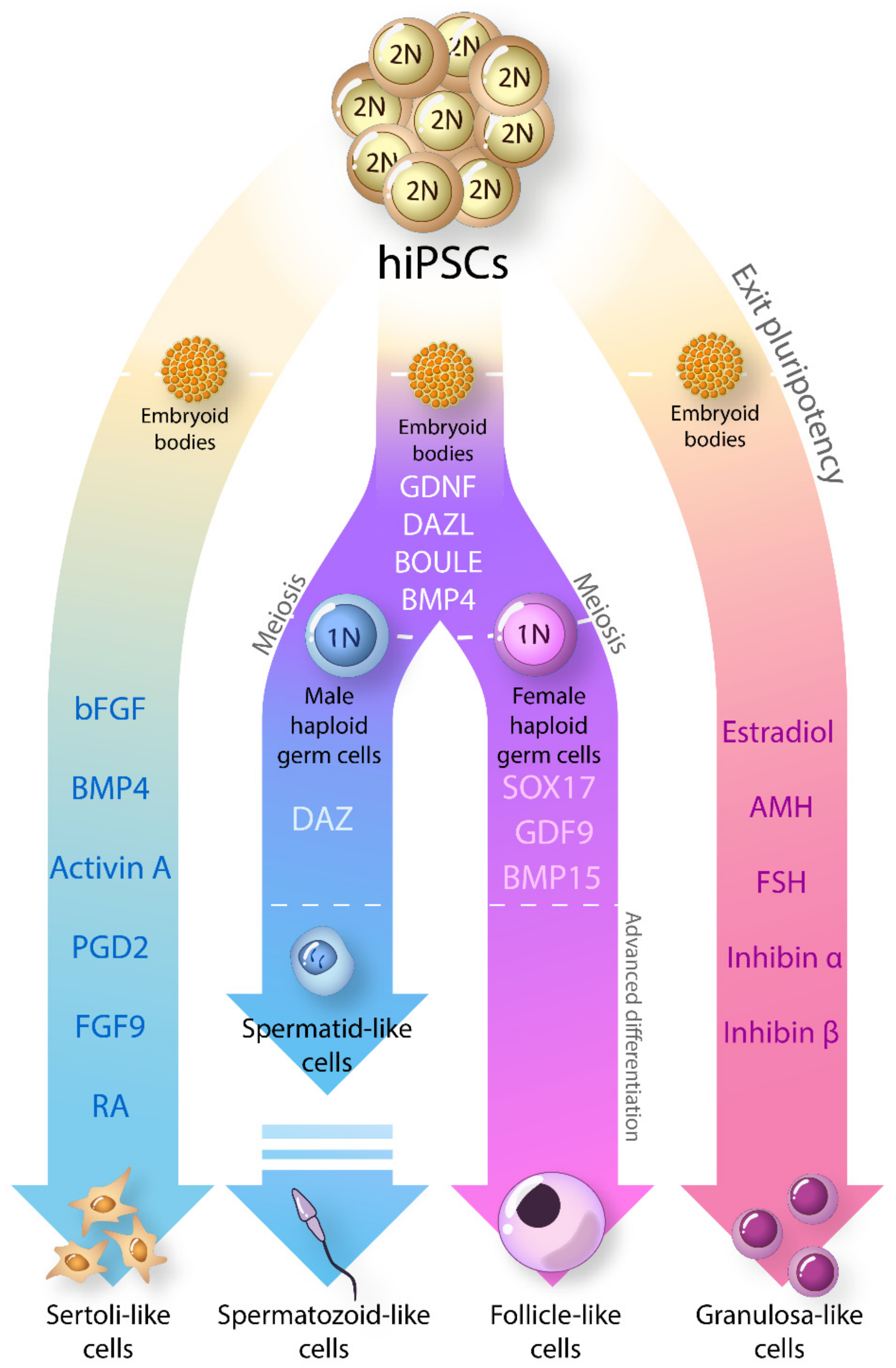 Ijms Free Full Text Pluripotent Cell Models For Gonadal Research Html 9508