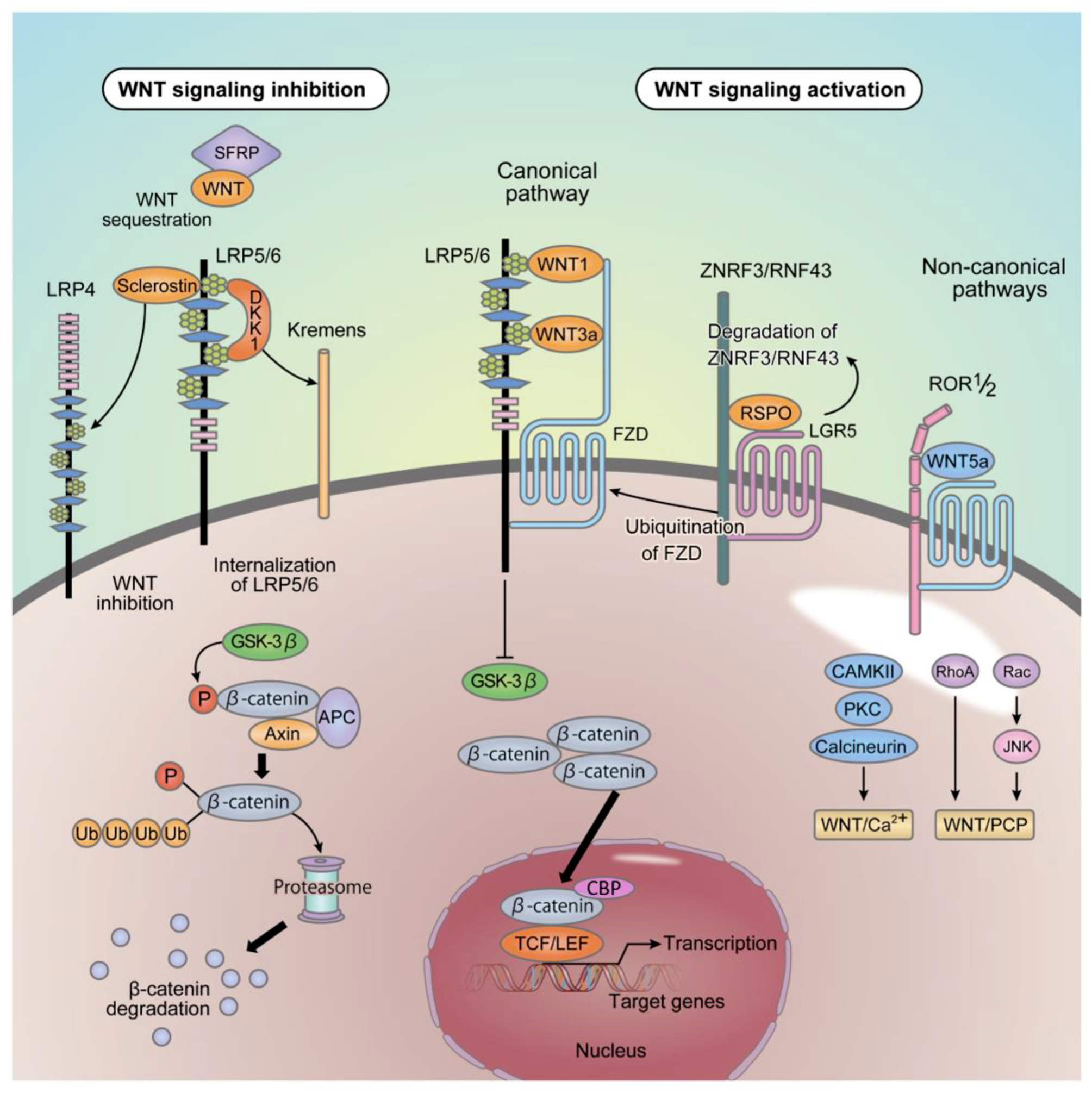 Ijms Free Full Text The Regulation Of Bone Metabolism And Disorders By Wnt Signaling Html