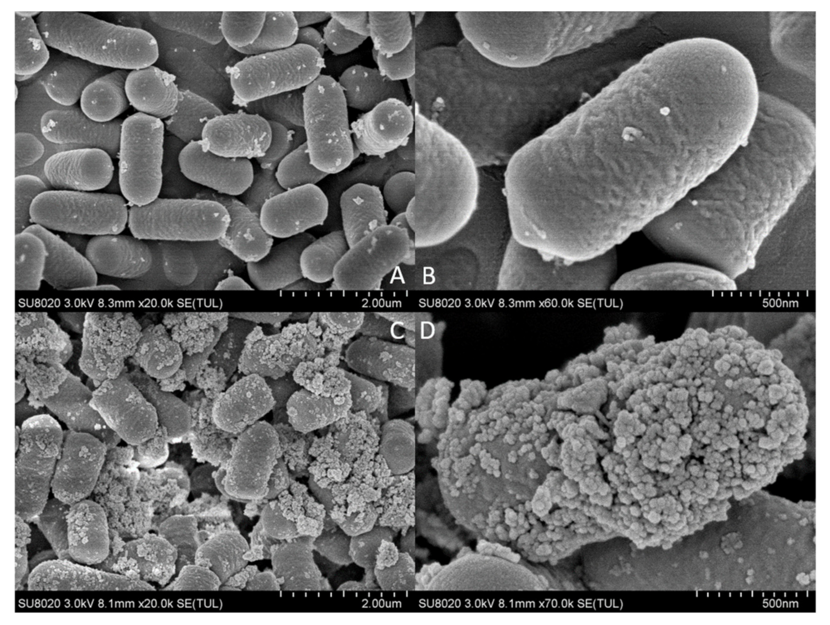 Ijms 20 05540 g003 Ijms 20 05540 g003