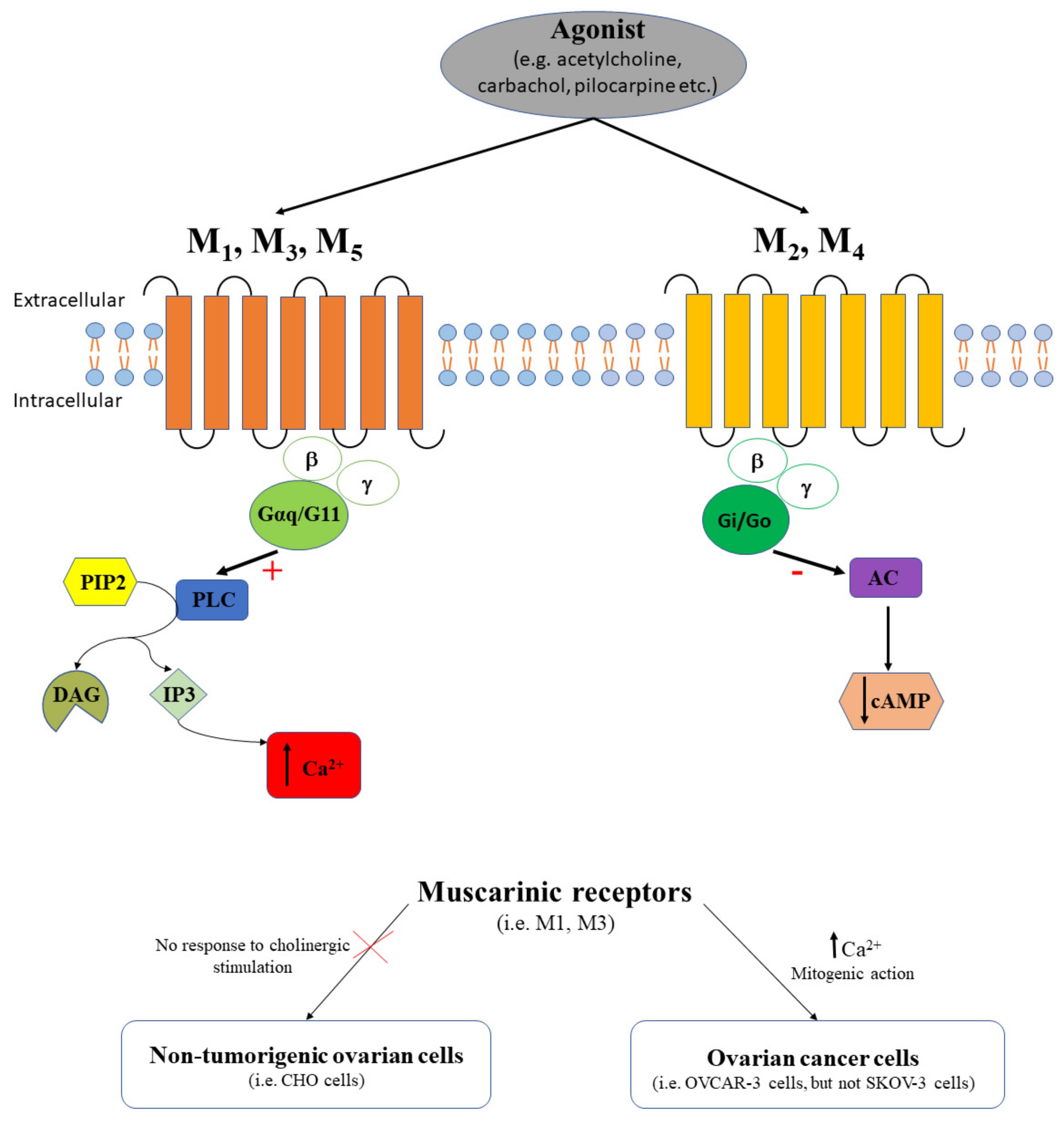 Ijms Free Full Text G Protein Coupled Receptors Gpcrs Mediated Calcium Signaling In Ovarian Cancer Focus On Gpcrs Activated By Neurotransmitters And Inflammation Associated Molecules Html