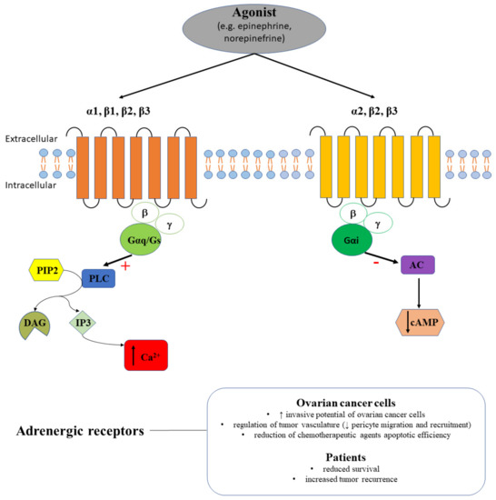 Ijms Free Full Text G Protein Coupled Receptors Gpcrs Mediated Calcium Signaling In Ovarian Cancer Focus On Gpcrs Activated By Neurotransmitters And Inflammation Associated Molecules Html