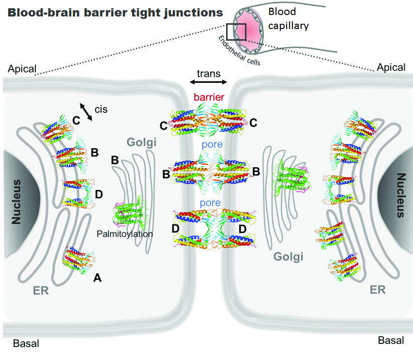 Ijms Free Full Text Computational Nanoscopy Of Tight Junctions At