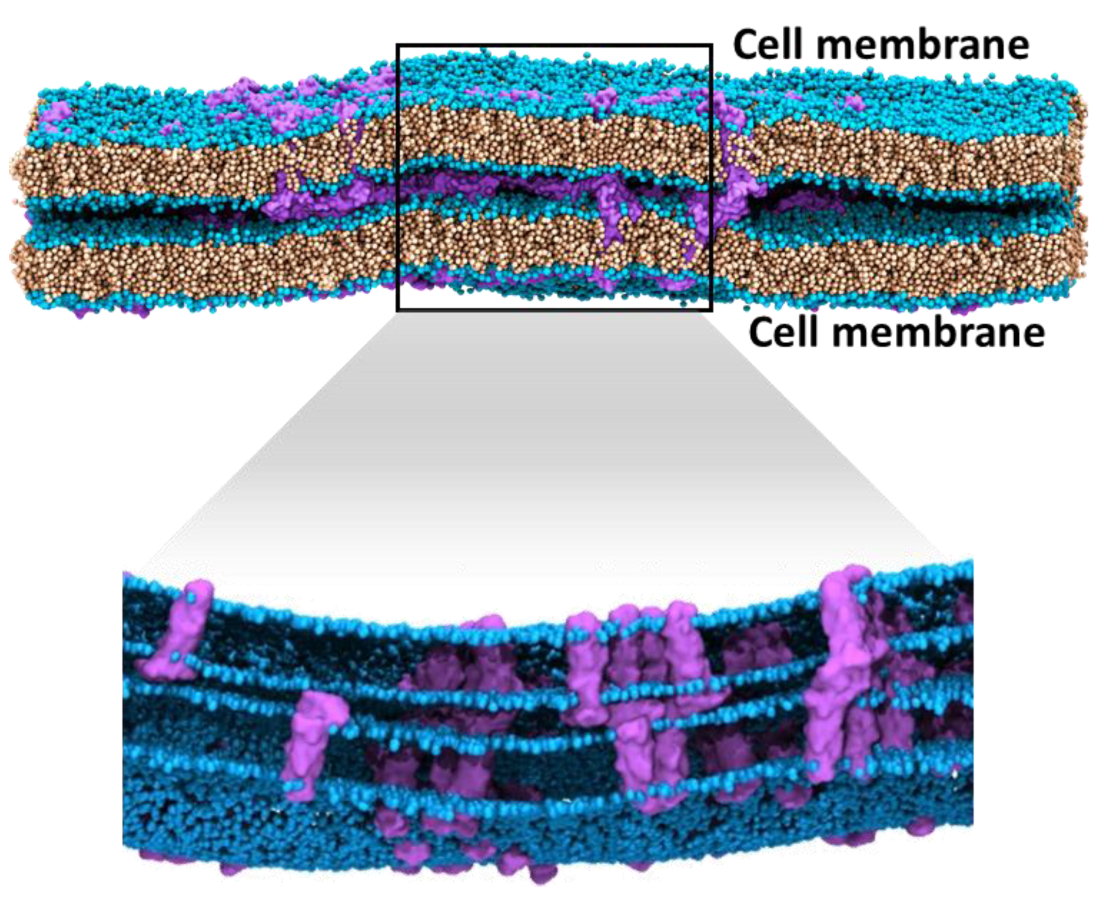 Ijms 20 05583 g010 Ijms 20 05583 g010