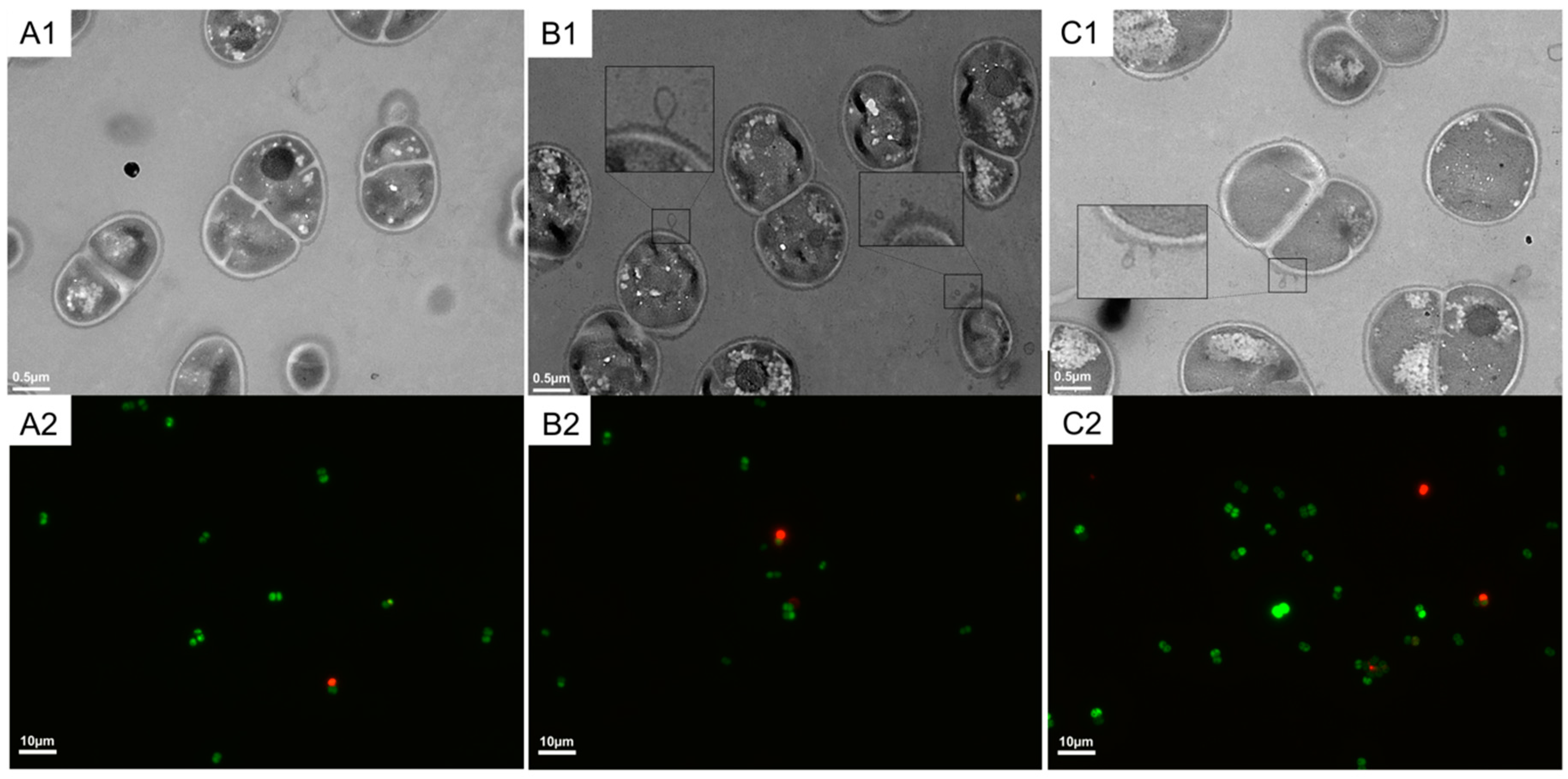 Deinococcus radiodurans - an overview