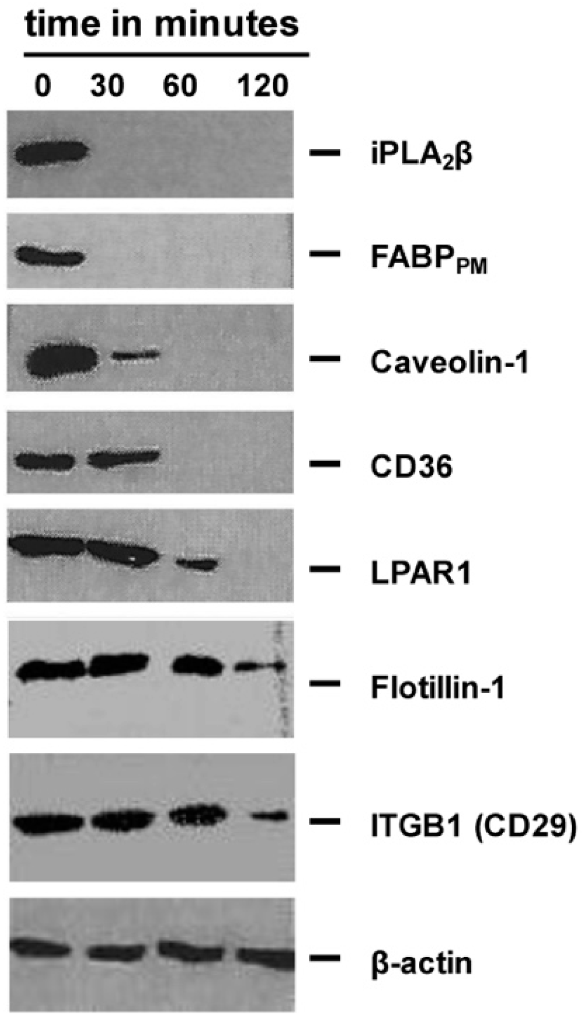 Ijms 20 05631 g002 Ijms 20 05631 g002