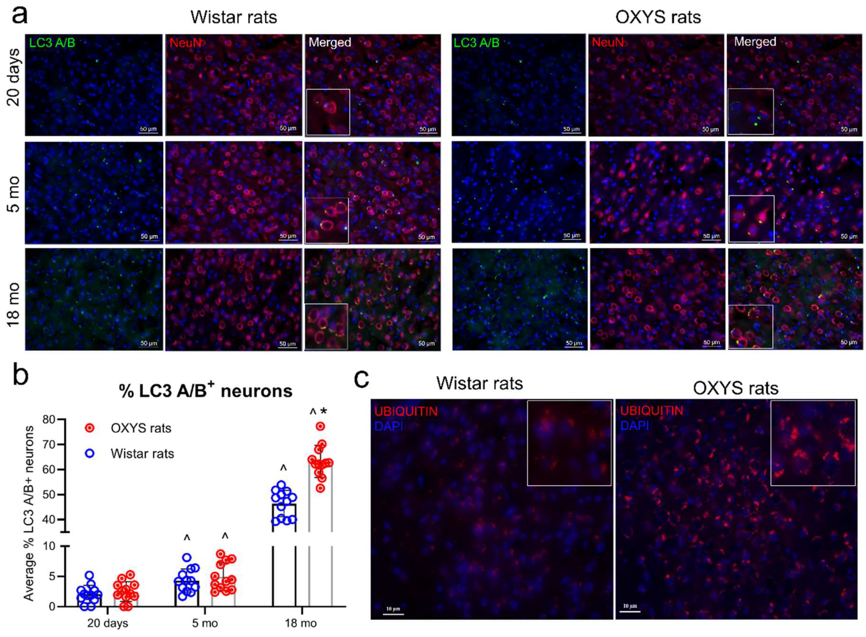 Ijms 20 05632 g003 Ijms 20 05632 g003