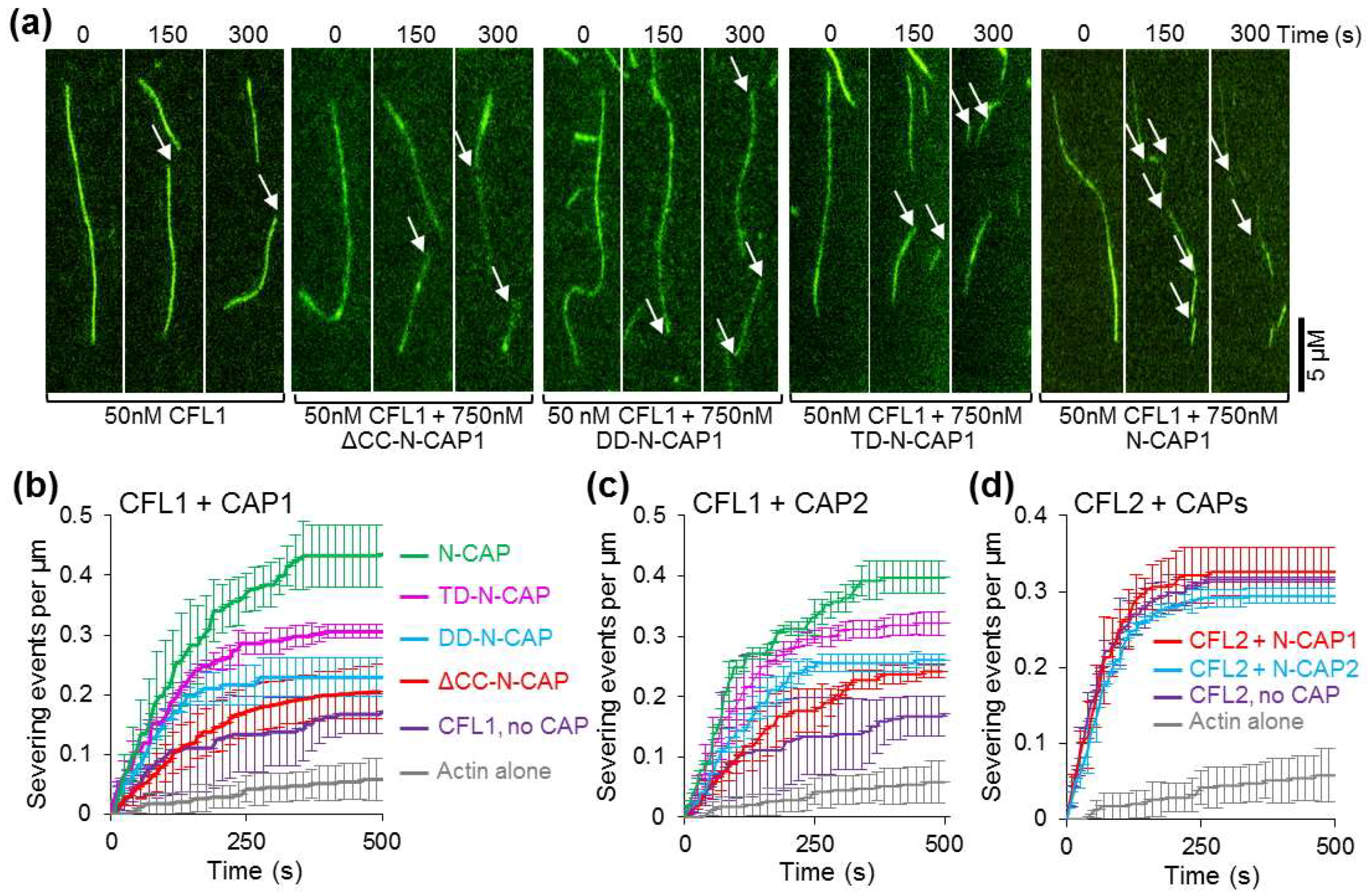 Ijms 20 05647 g006 Ijms 20 05647 g006