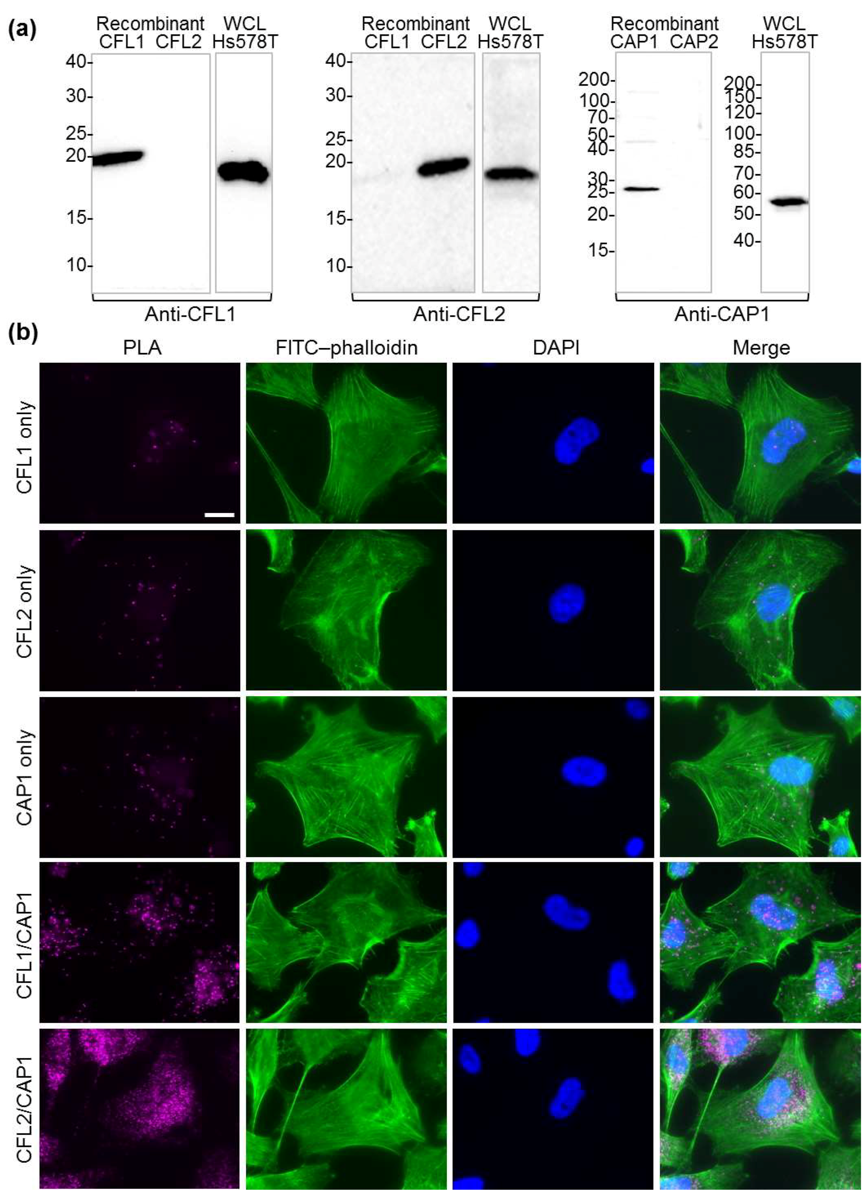 Ijms 20 05647 g007 Ijms 20 05647 g007