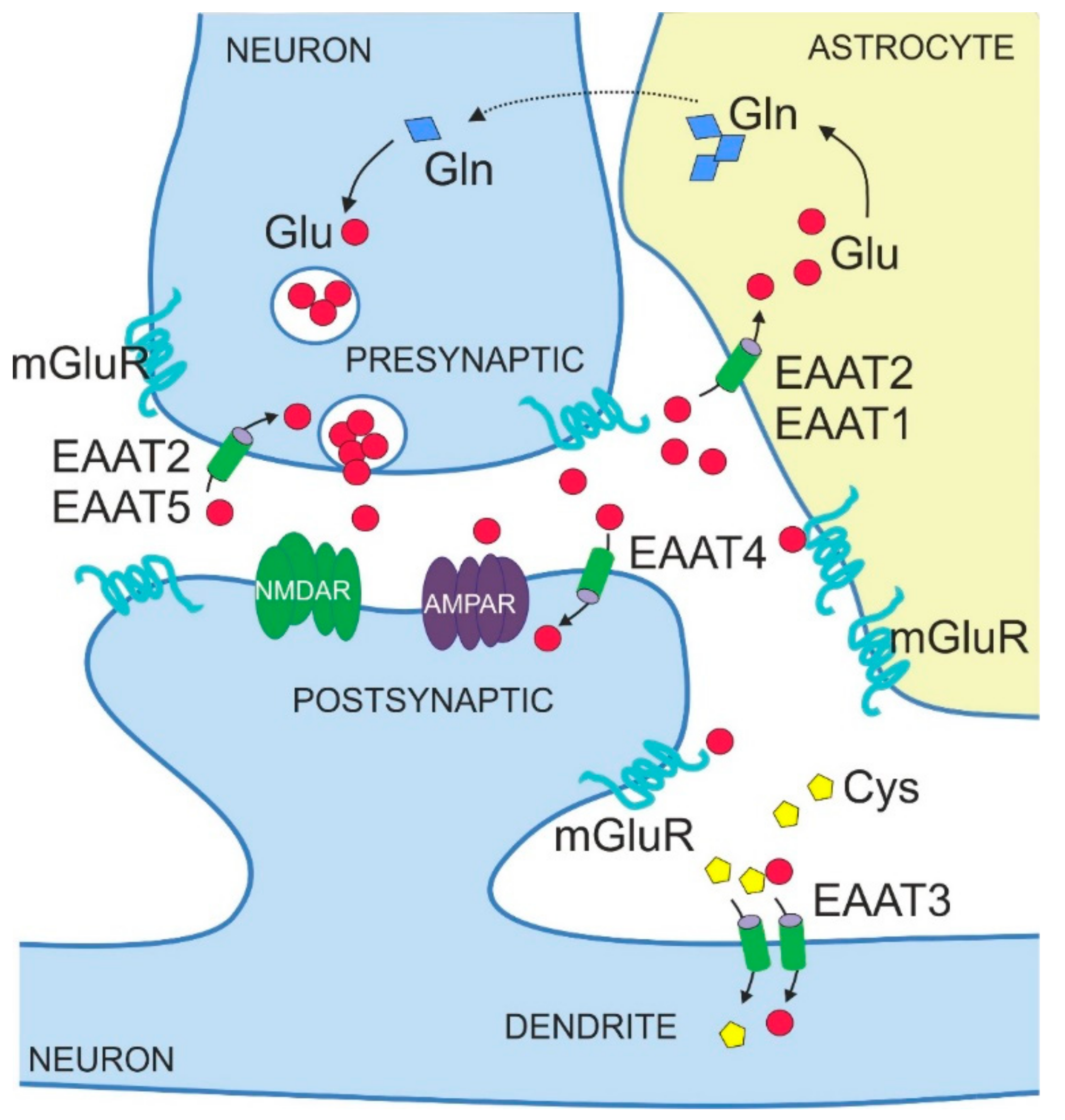 IJMS | Free Full-Text | Excitatory Amino Acid Transporters in