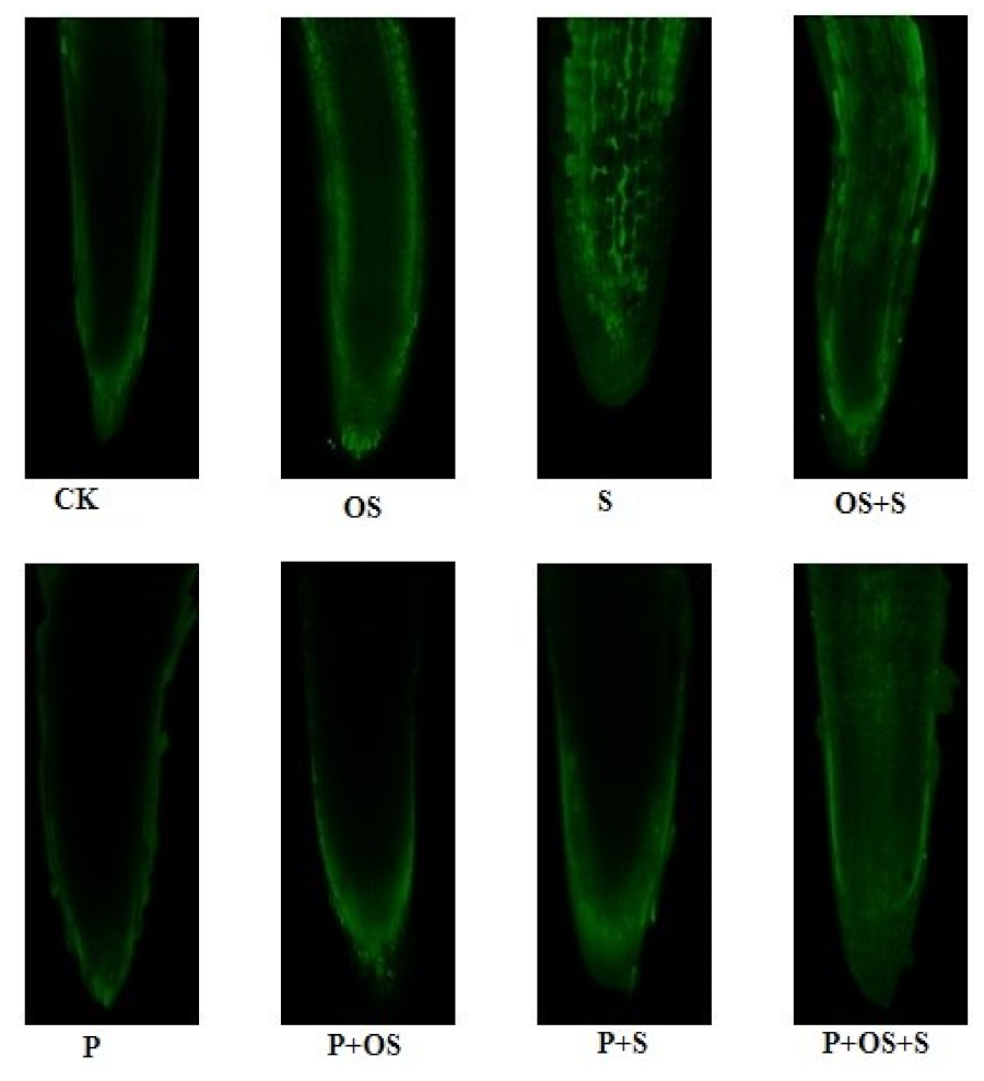 Ijms 20 05709 g001 Ijms 20 05709 g001