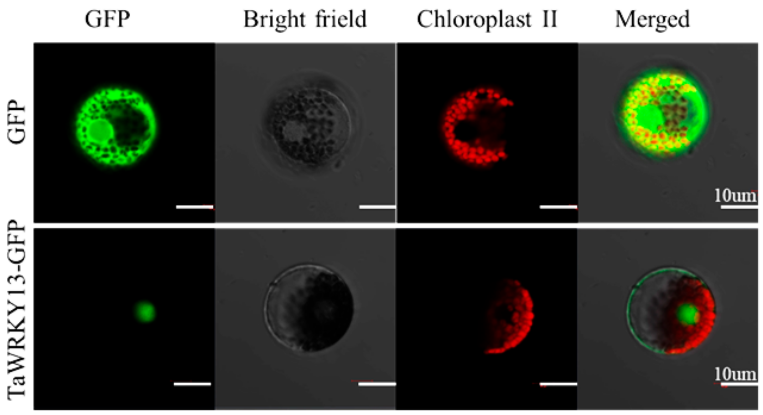 Ijms 20 05712 g005 Ijms 20 05712 g005