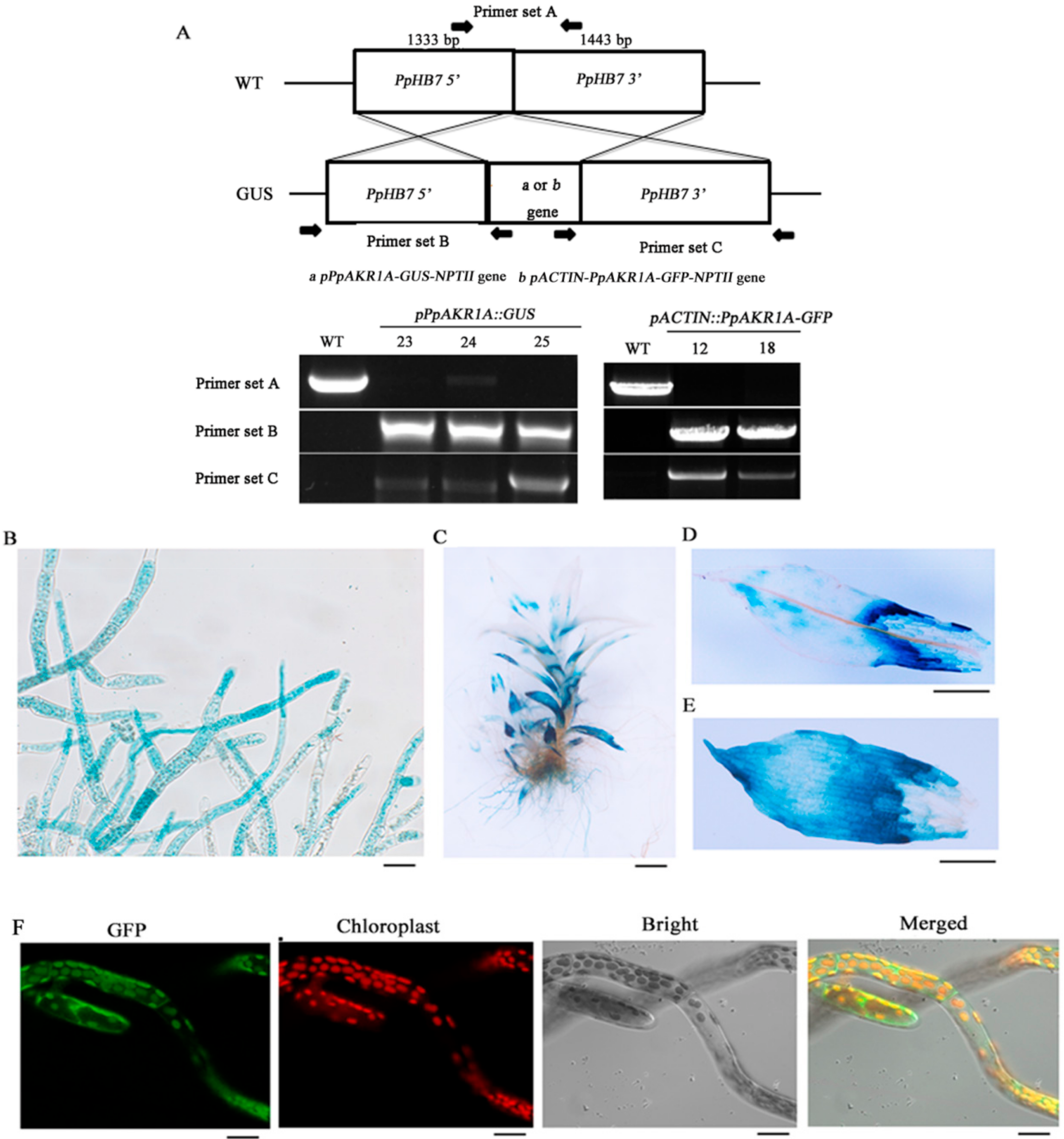 Ijms 20 05723 g002 Ijms 20 05723 g002