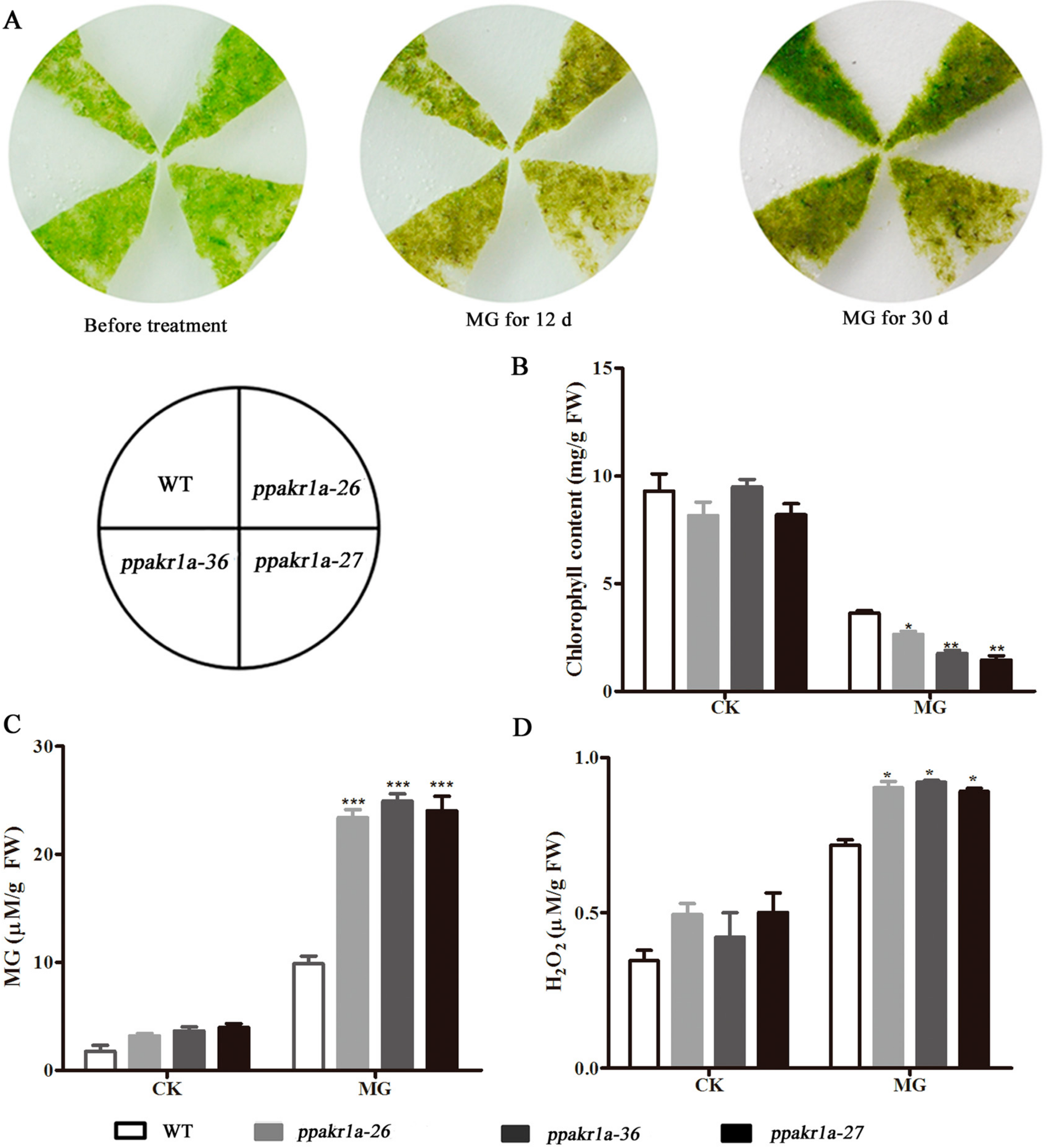 Ijms 20 05723 g004 Ijms 20 05723 g004